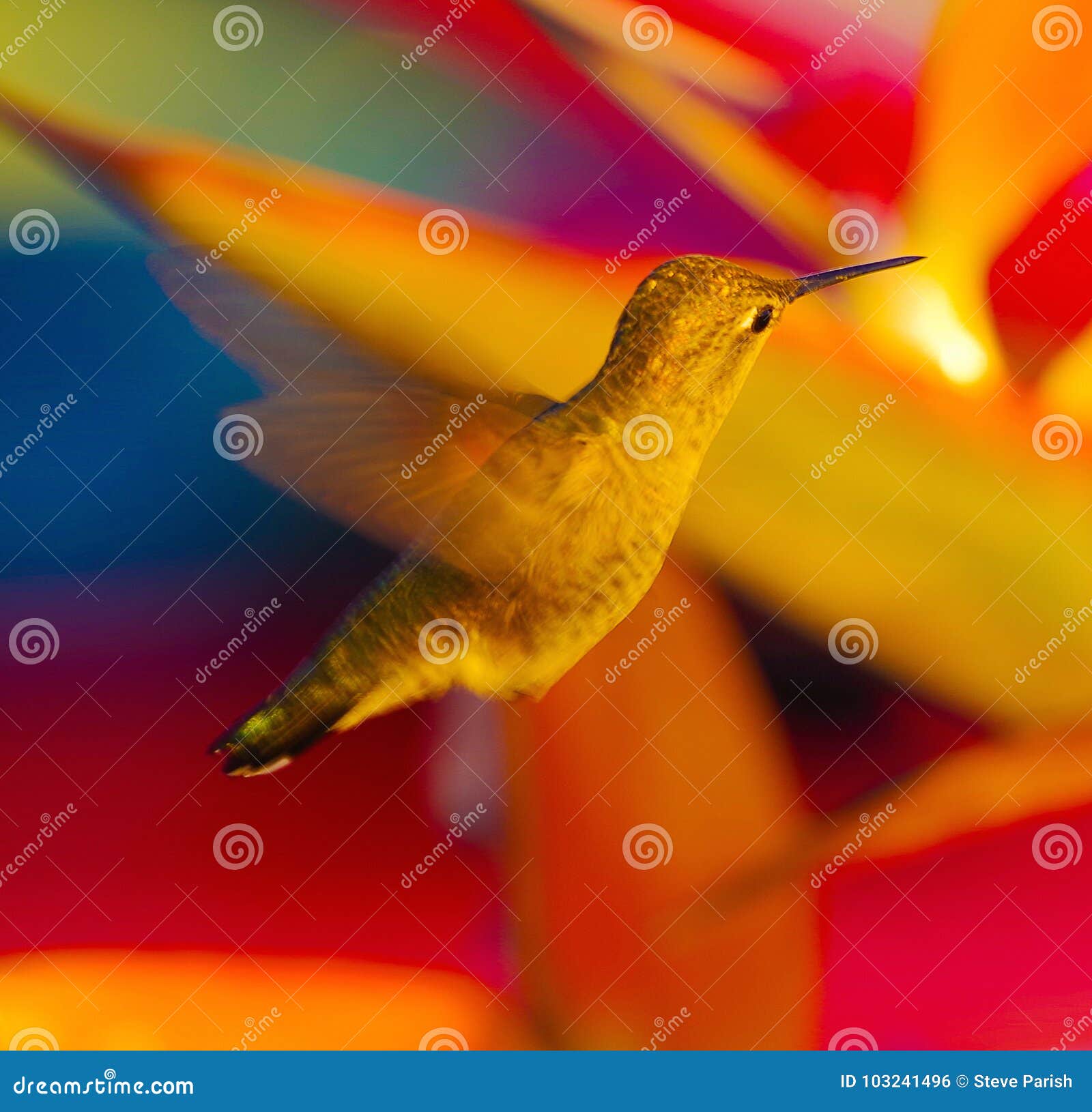 Plan Rapproché Des Fleurs De Approche Doiseau De Paradis De