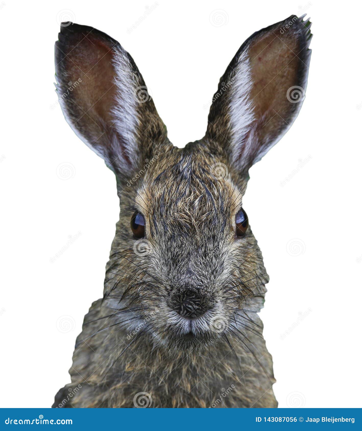 Téléchargement gratuit Images Plan Rapproche Du Visage Des Lievres Tete Drole De Lapin De dernière salutations