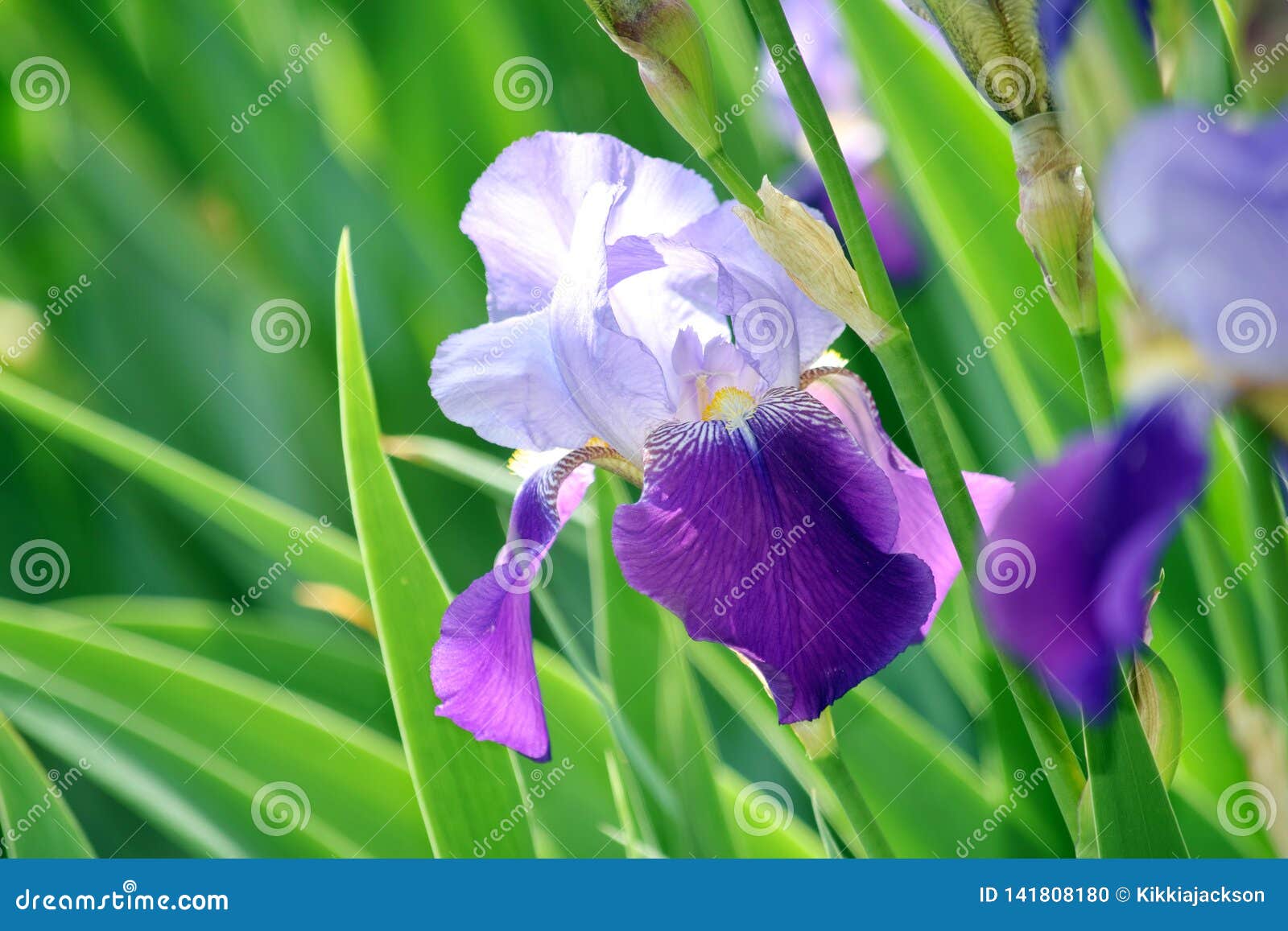 Plan rapproché d'Iris Violet Flowers Stock Photo Detail. Plan rapproché de détail de photo d'Iris Violet Flowers Home Garden Stock