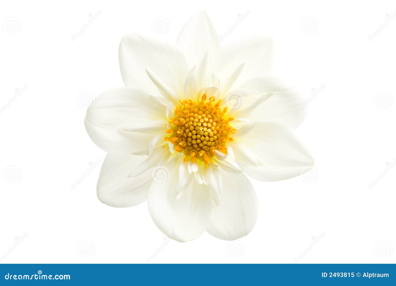 Plan rapproché de dahlia d'isolement. Plan rapproché de dahlia - un projectile blanc de dahlia d'isolement sur le blanc