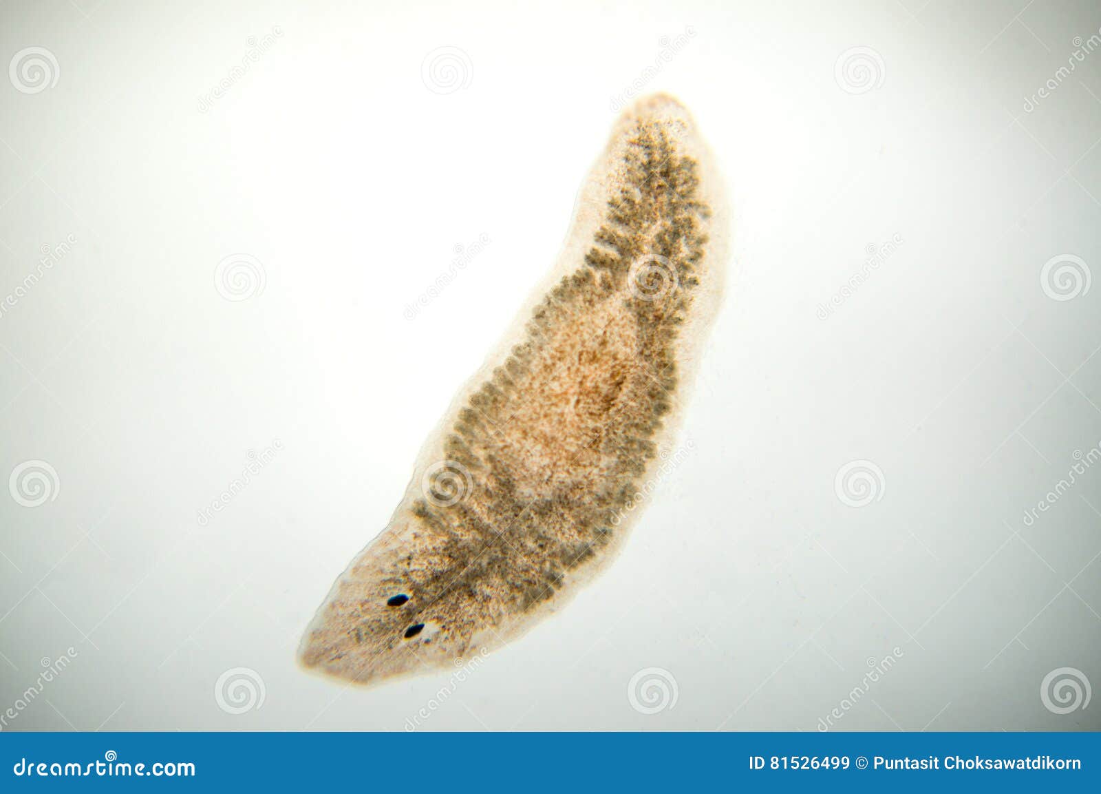 planaria flatworm, under microscope view.