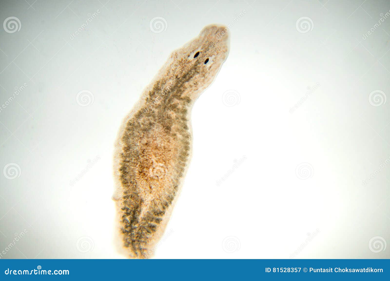 planaria flatworm