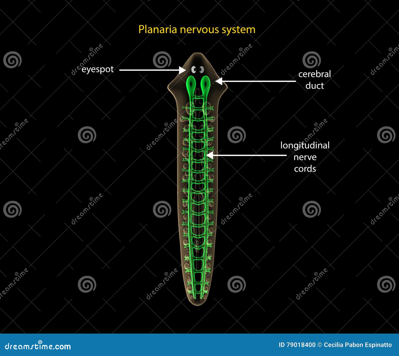 planaria nervous system