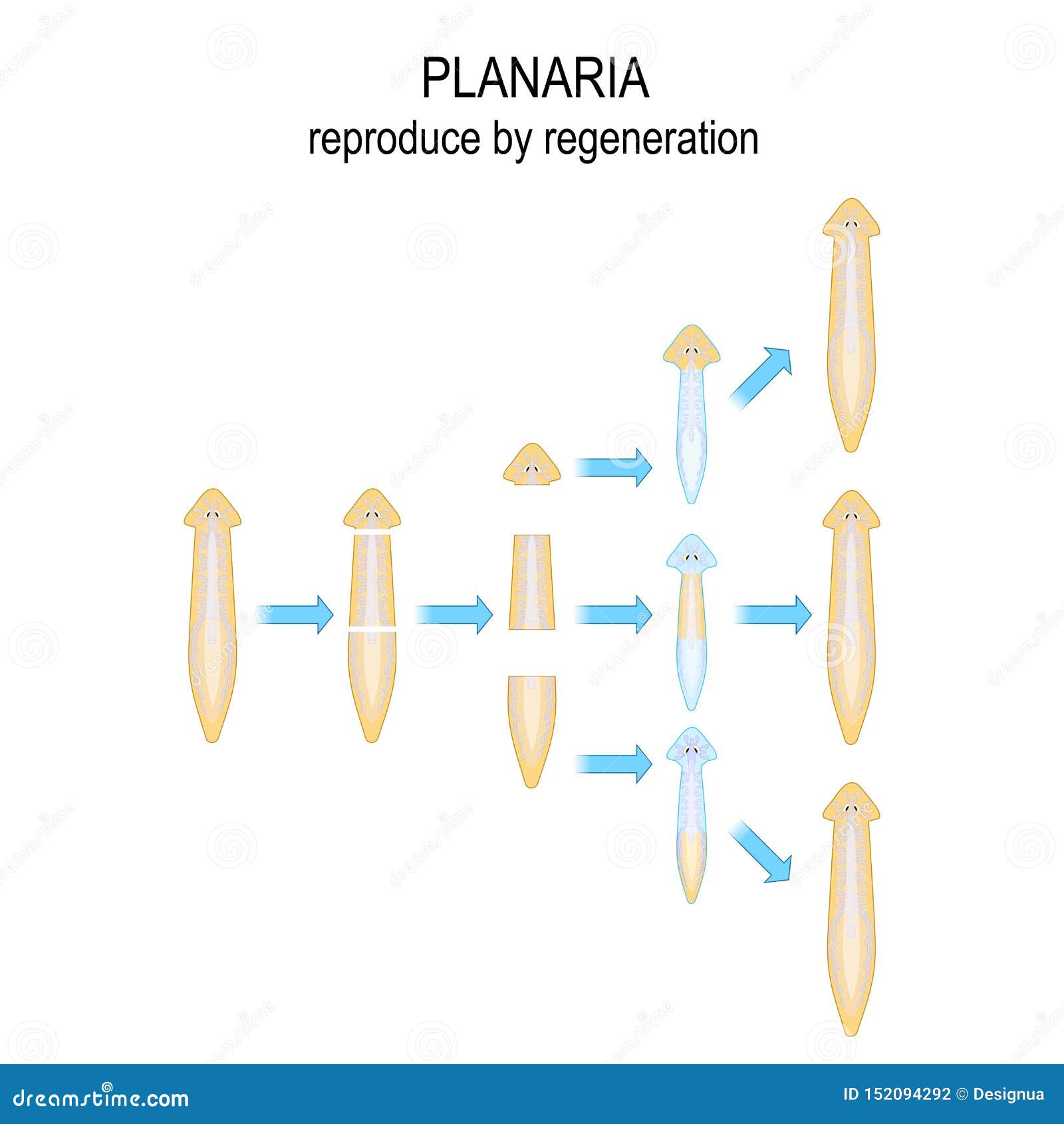 planaria. reproduce by regeneration