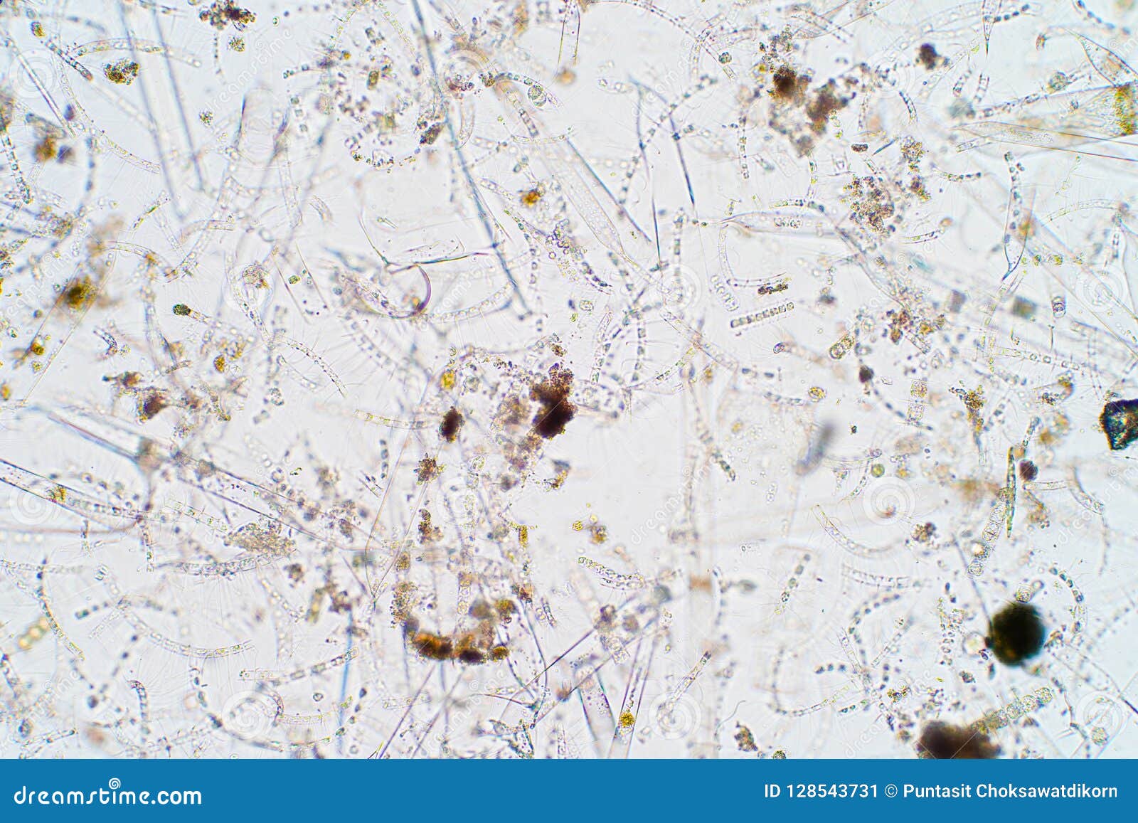 Plancton acquatico marino nell'ambito della vista del microscopio