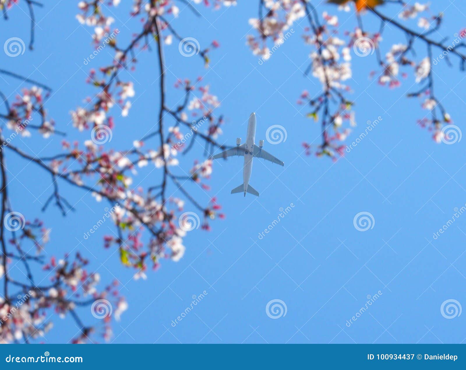Plane Flying through Japanese Cherry Blossoms. Stock Image Image of spring, hanami 100934437