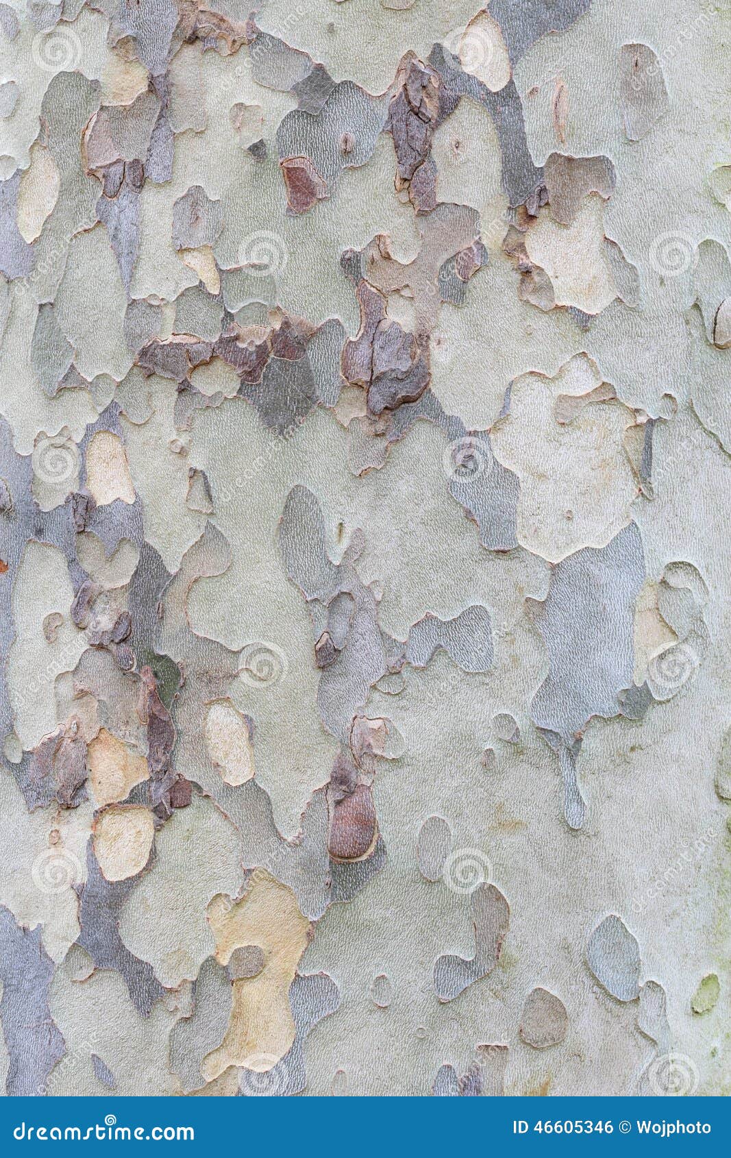 plane tree bark texture