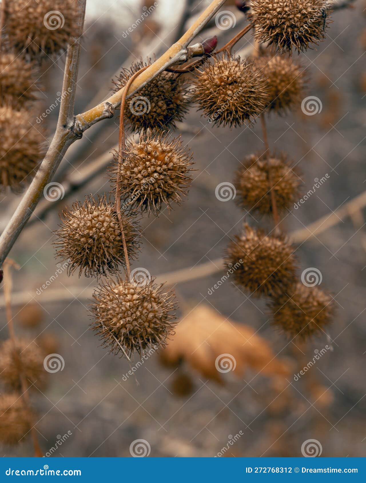 Plane Tree Fruits in Early Spring Stock Photo Image of dried