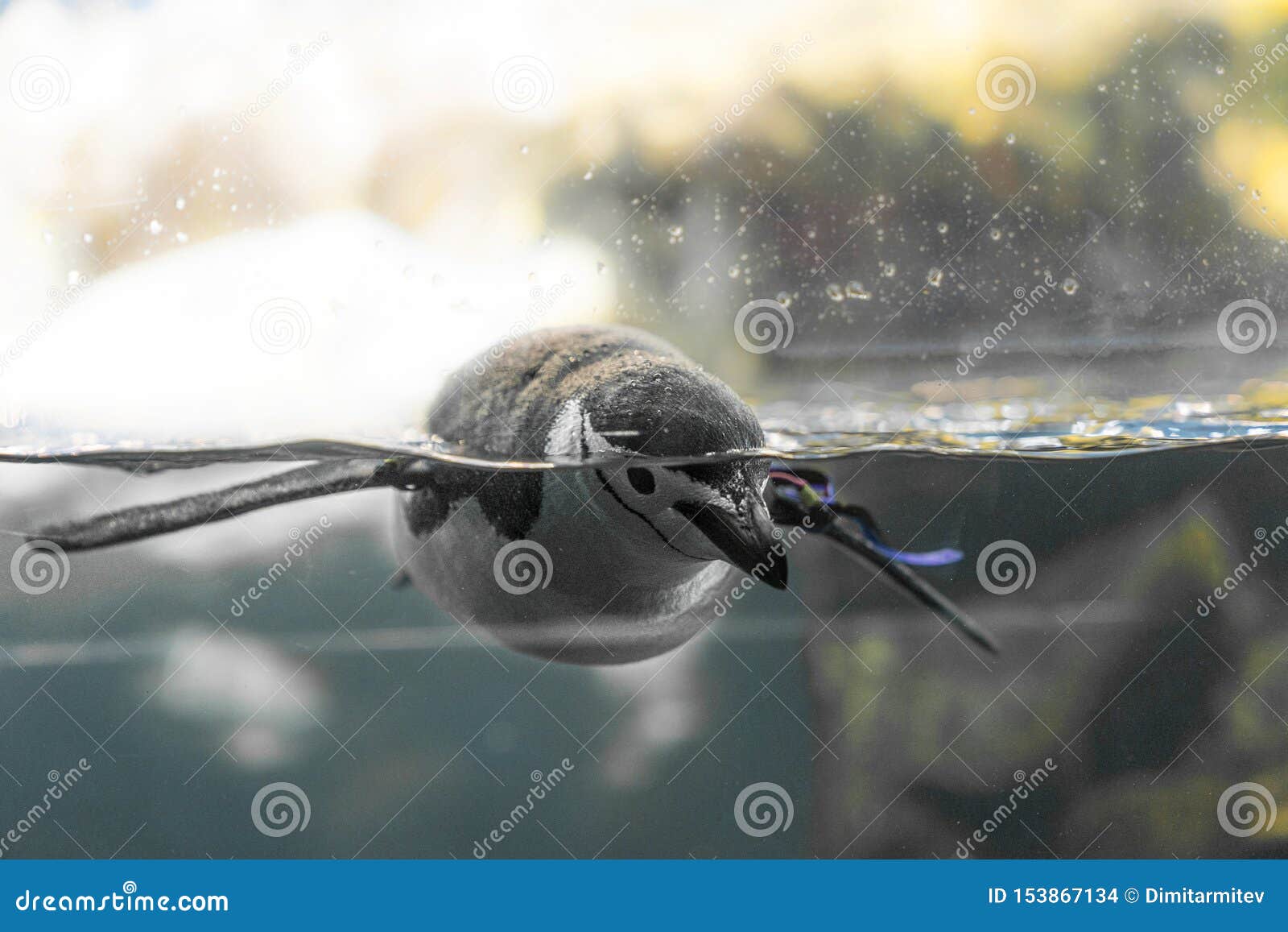 planet penguin aquarium, loro parque, tenerife, canary islands, spain