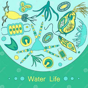 Phytoplankton Cartoons Illustrations Vector Stock Images 996 