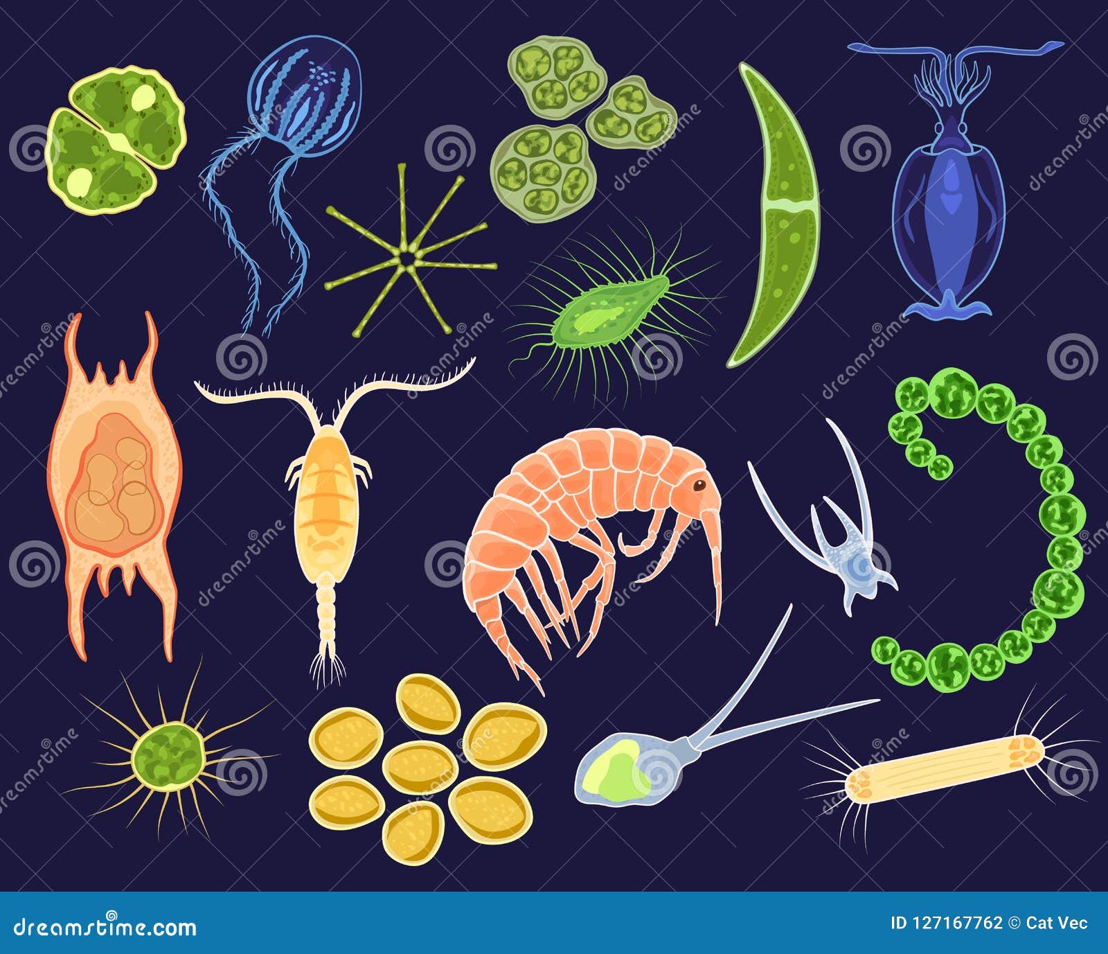 plankton  aquatic phytoplankton and planktonic microorganism under microscope in ocean  set of micro