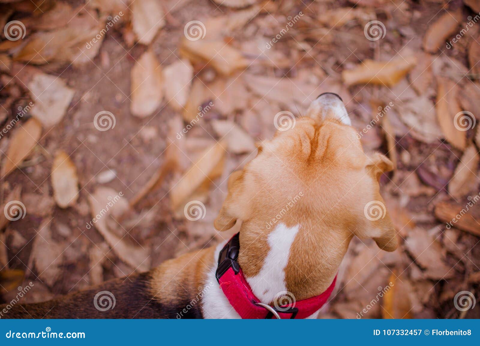 plano zenital de perro de raza beagle