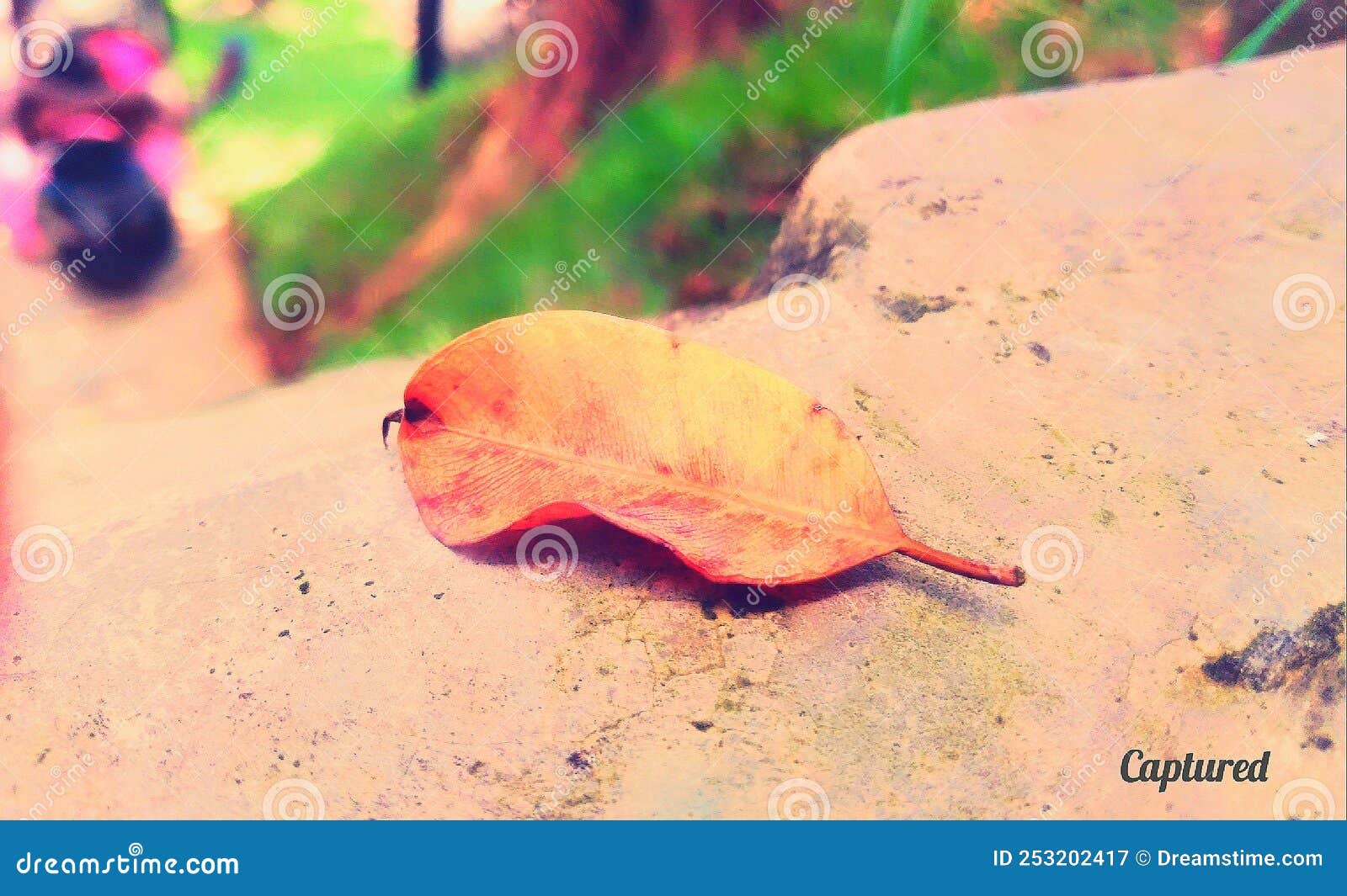Plant alone feel stock image. Image of nature, feel 253202417