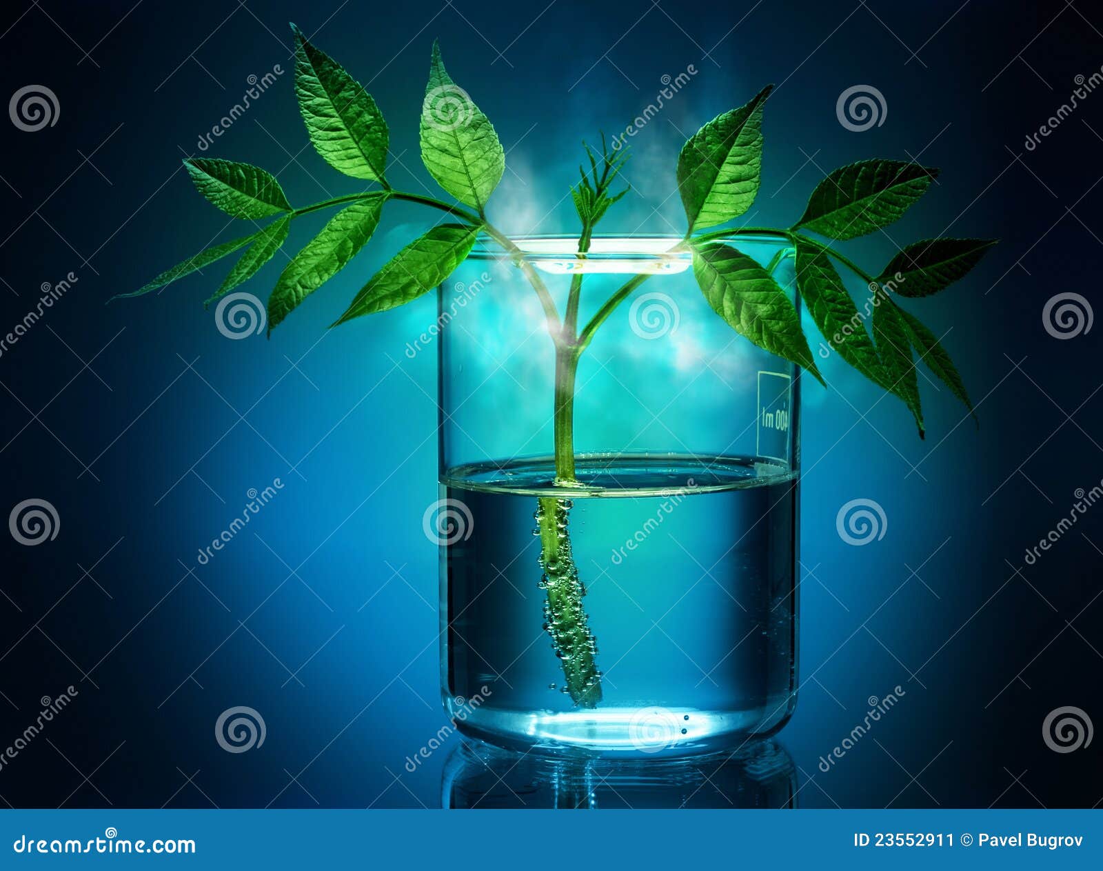 The Plant is Artificial Grown Up in Laboratory. Stock Image Image of