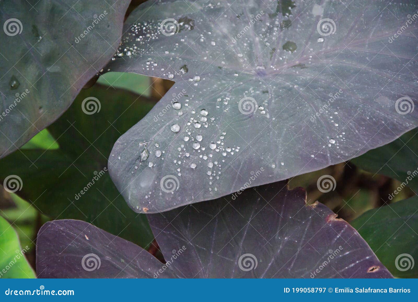 plant of asia, taro violeta, family araceae, species sculent placesia