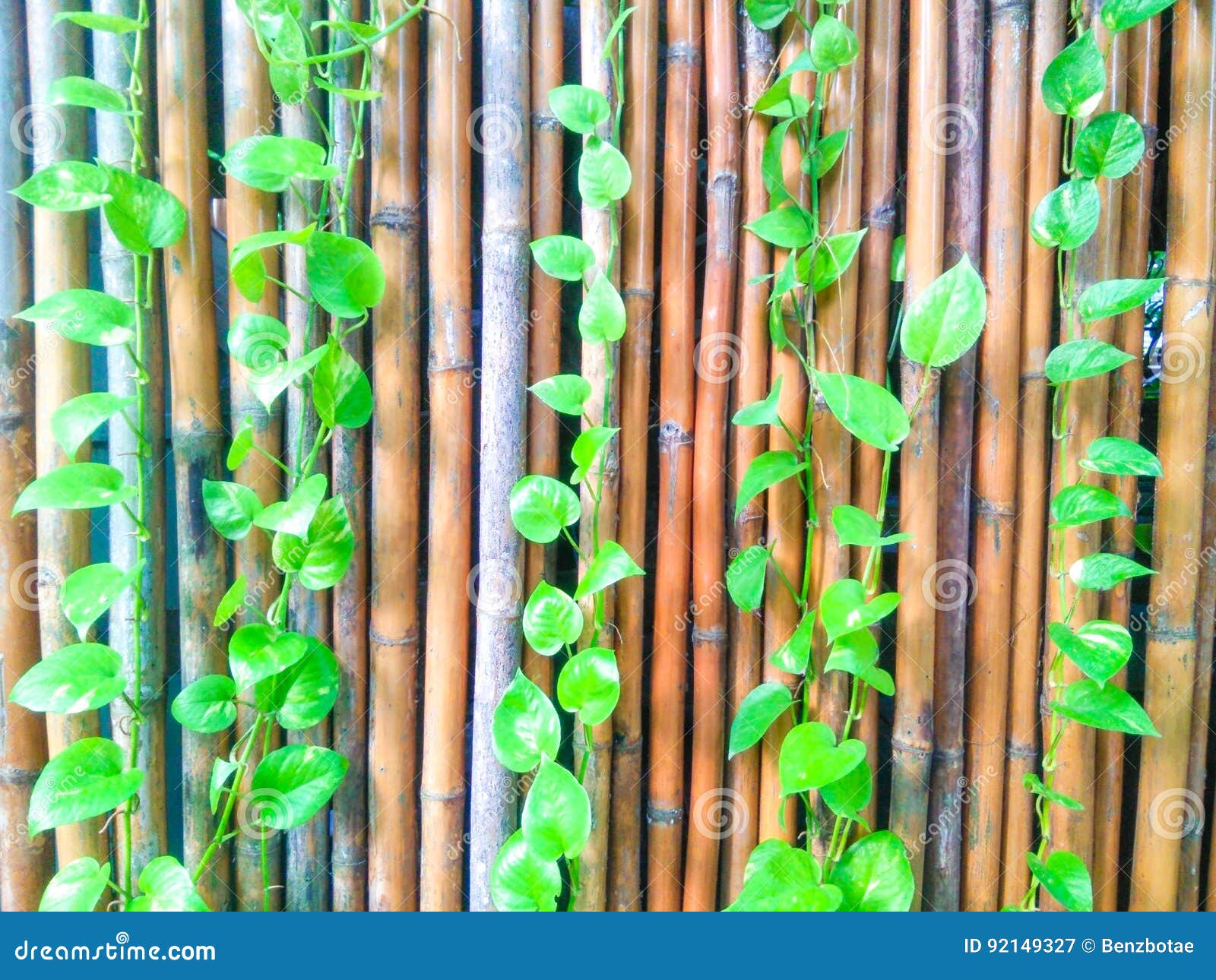 Plant on a bamboo fence stock image. Image of abstract 92149327