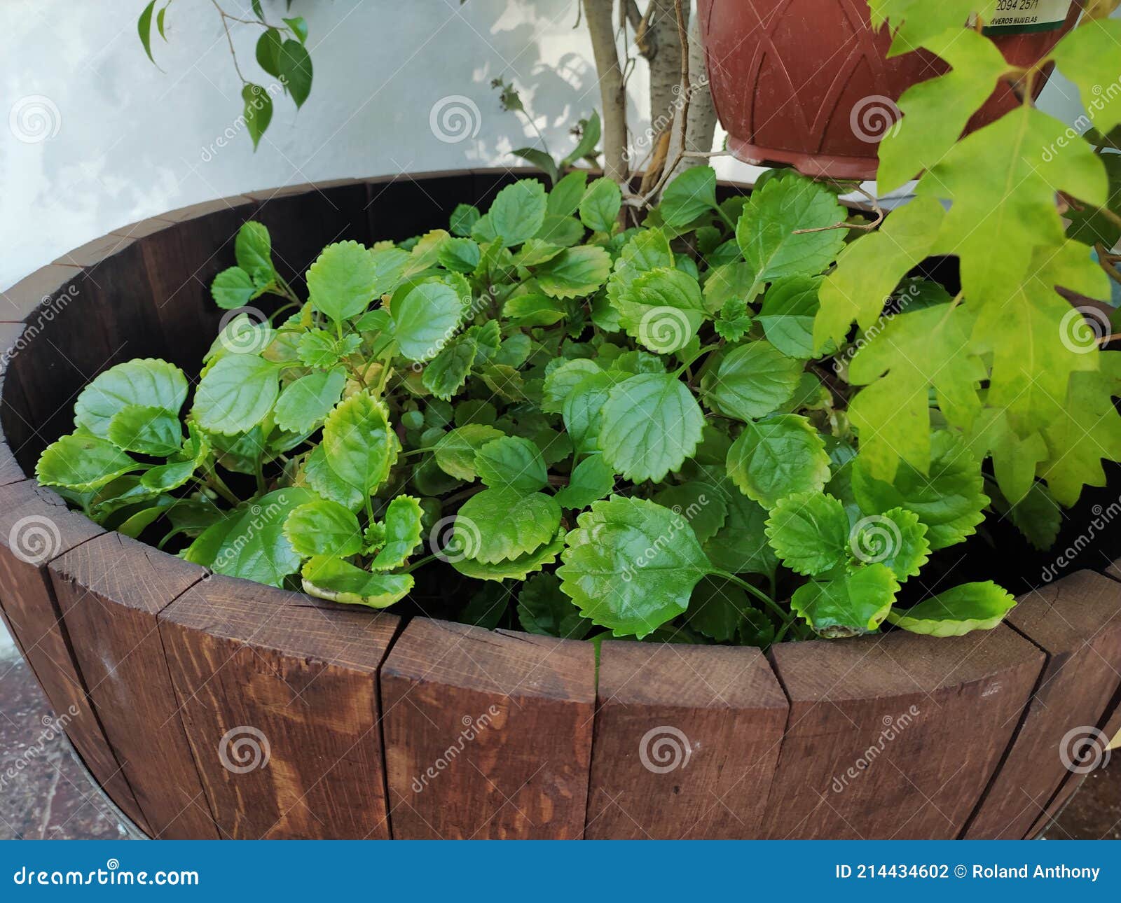 plant in a barrel