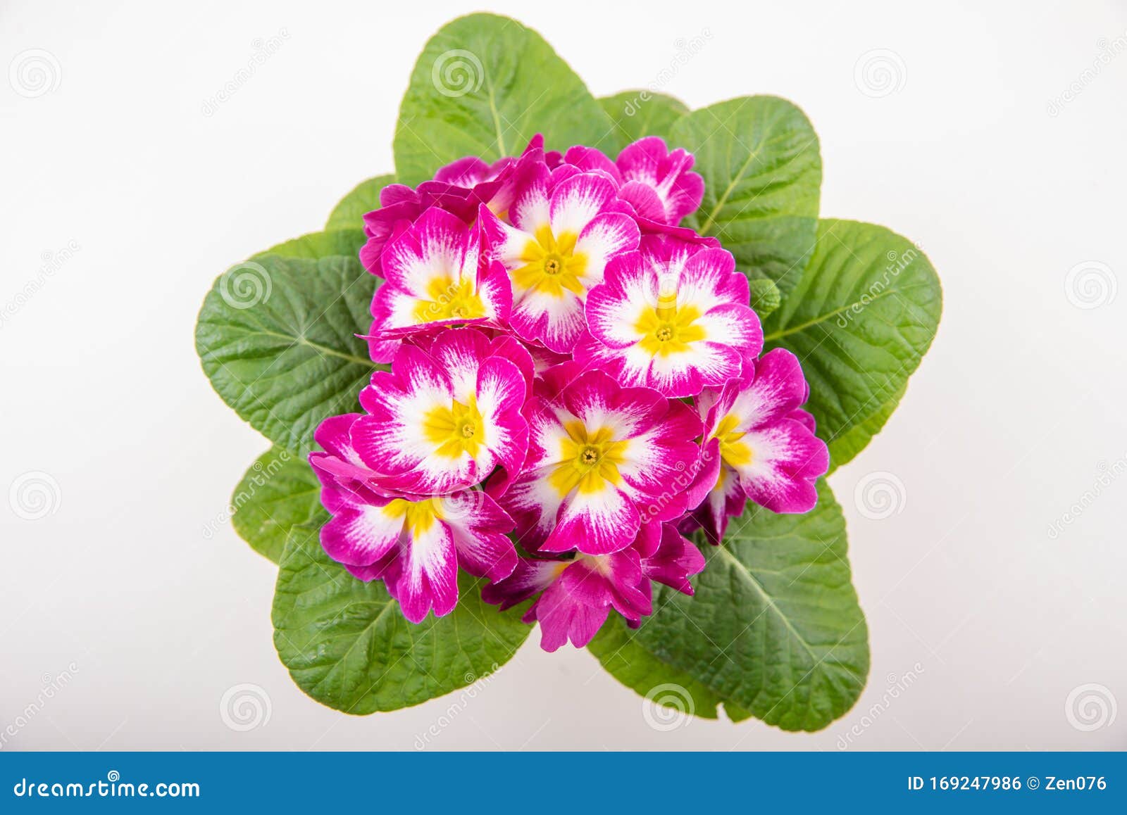pink prim rose pink prim rose