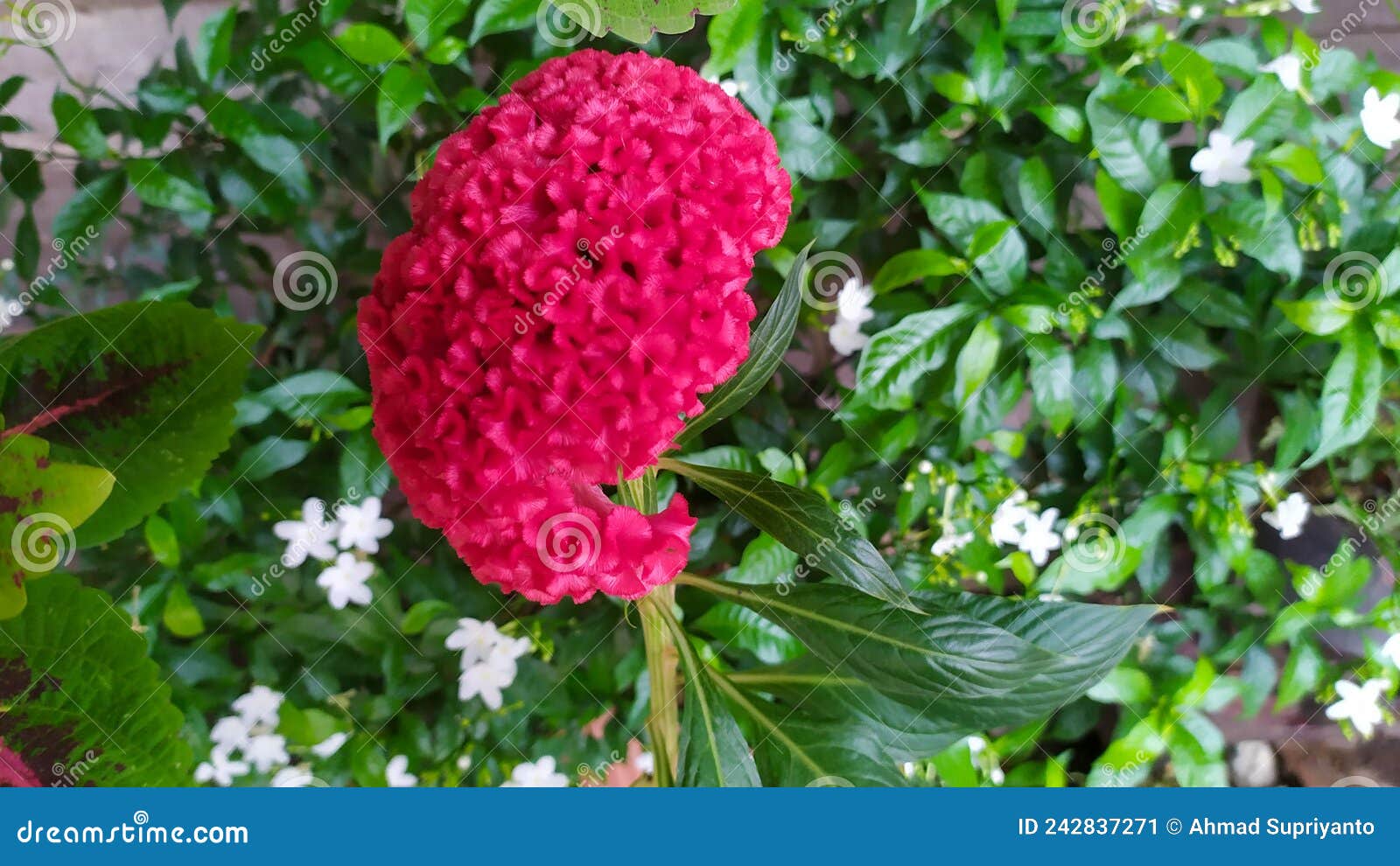 Plant with big red flowers stock image. Image of blossom 242837271