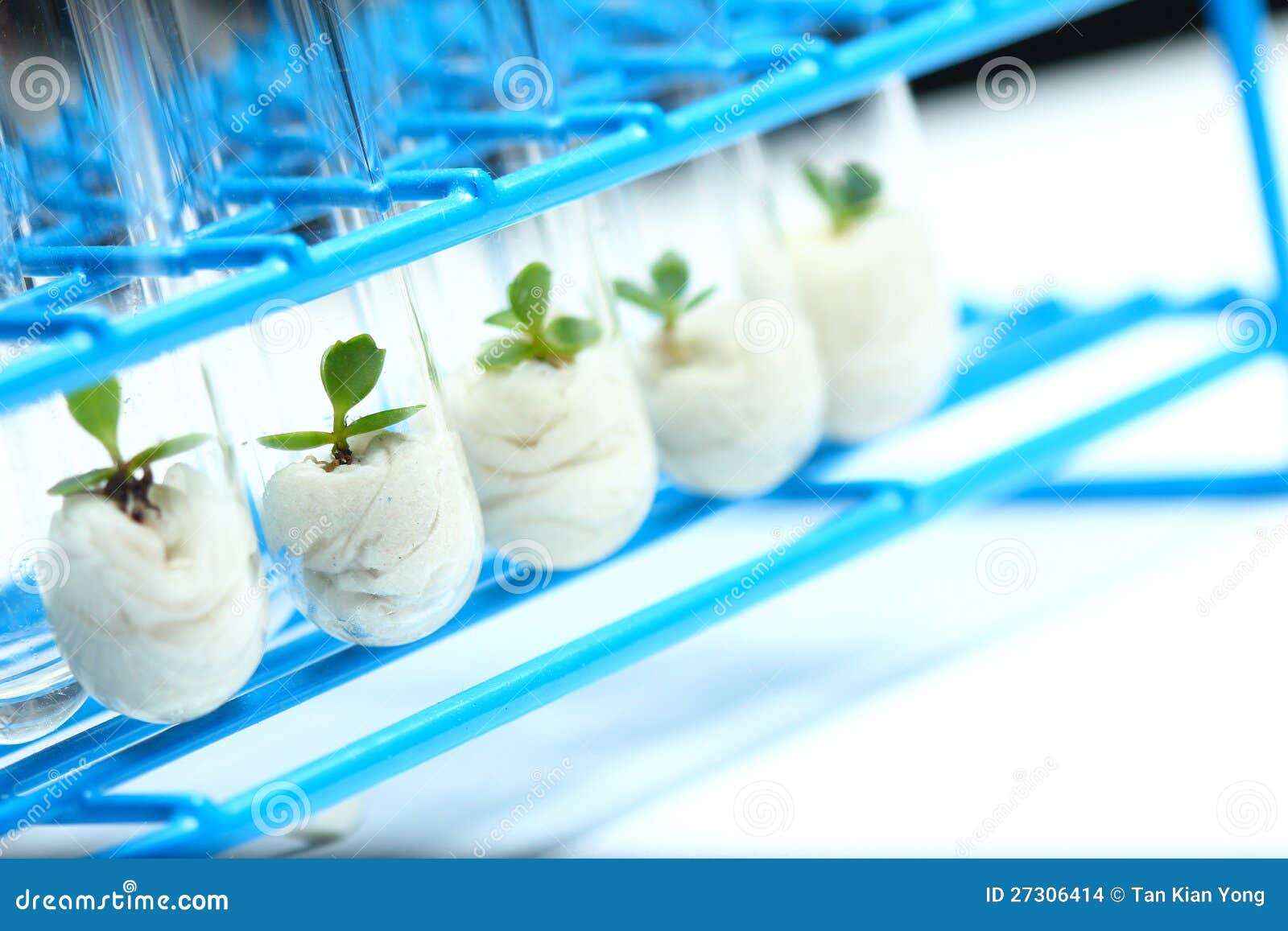 Plant Biotechnology Series 8 Stock Images Image 27306414