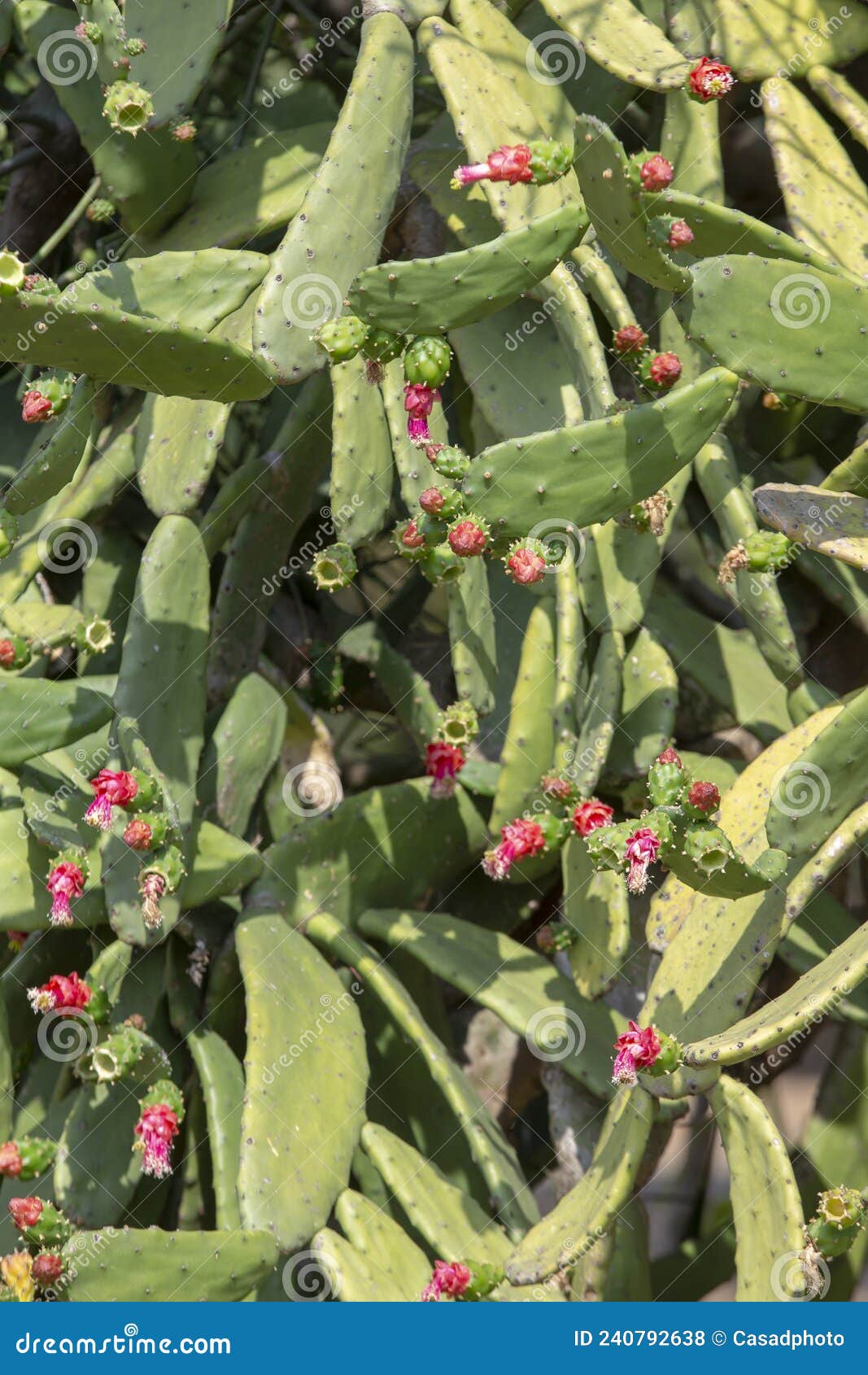 plant in blossom of the cactus palma