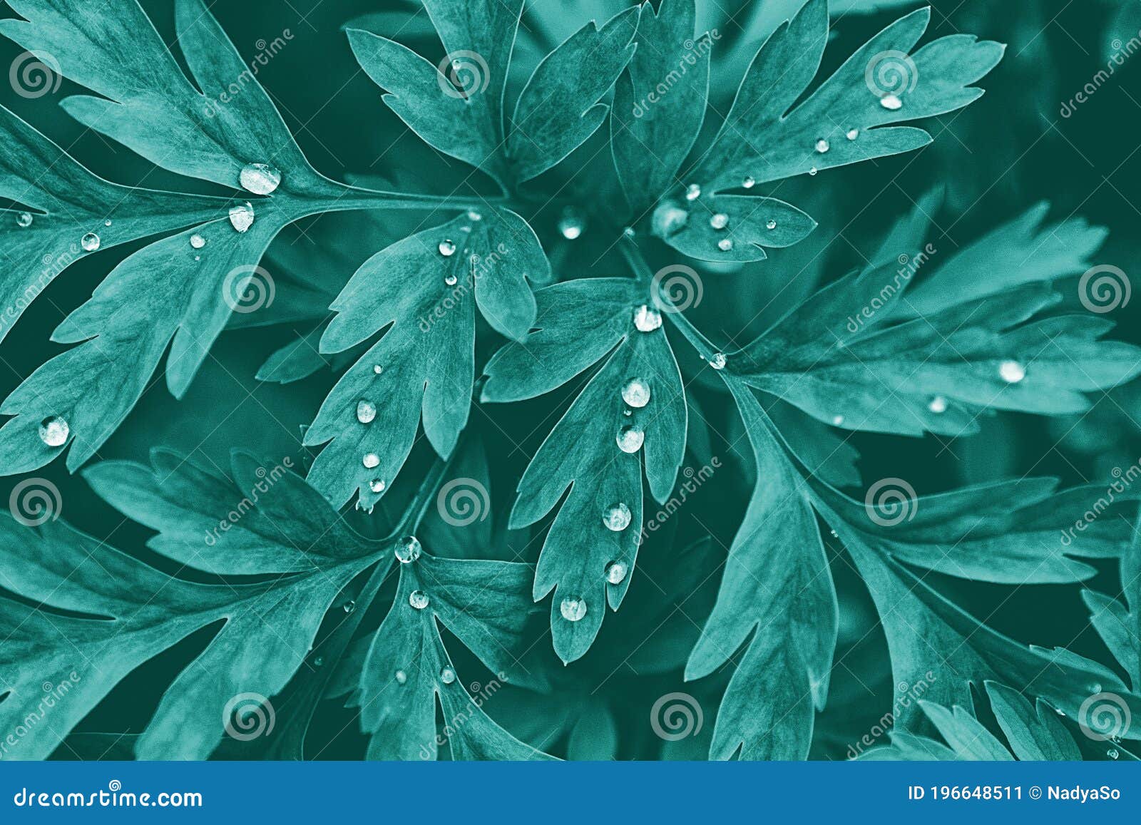 plant blue-green lobed leaves with water drops, botanical dark background
