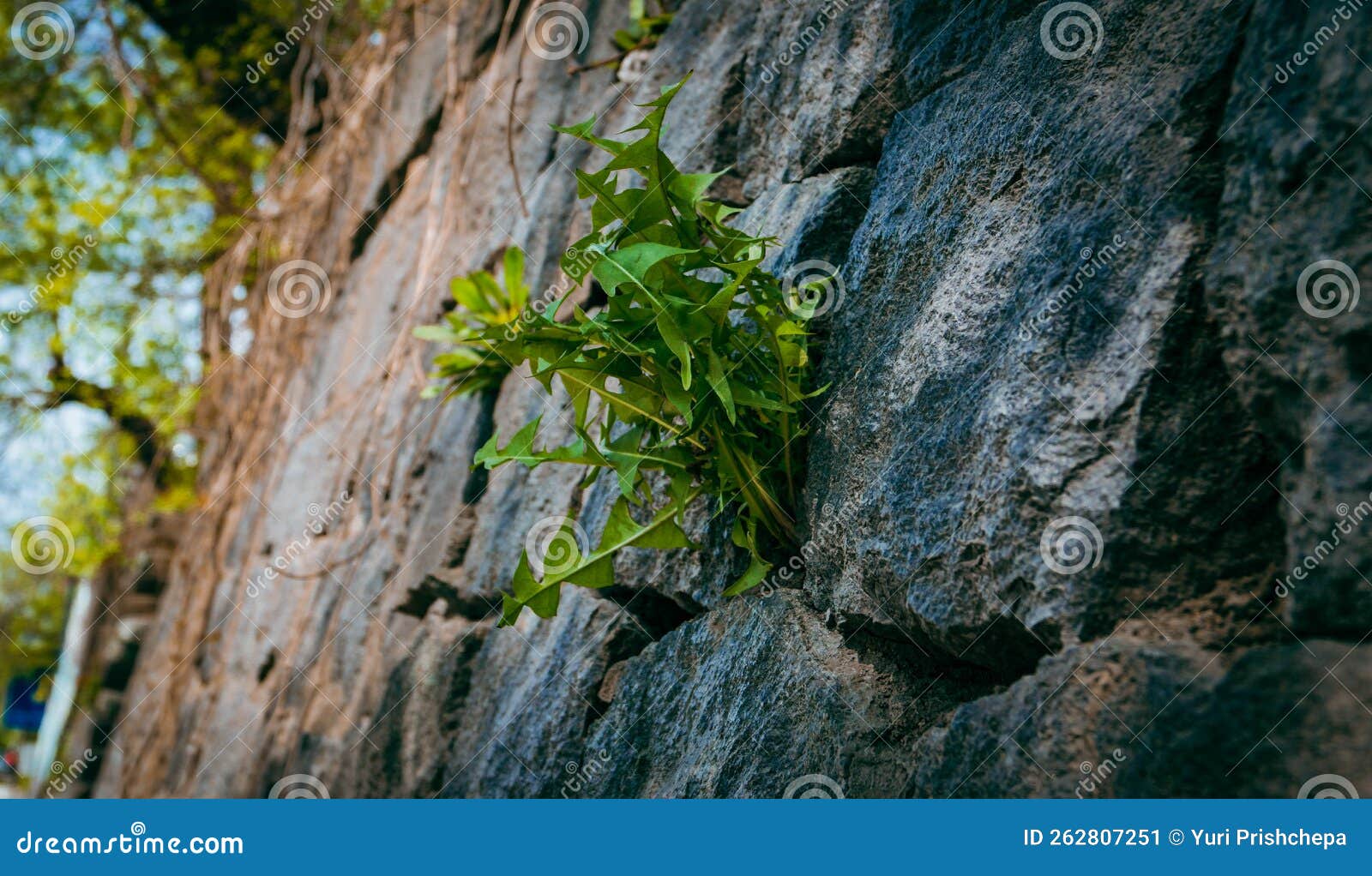 The Plant Breaks through the Stones. Stock Image Image of leaf, ridge