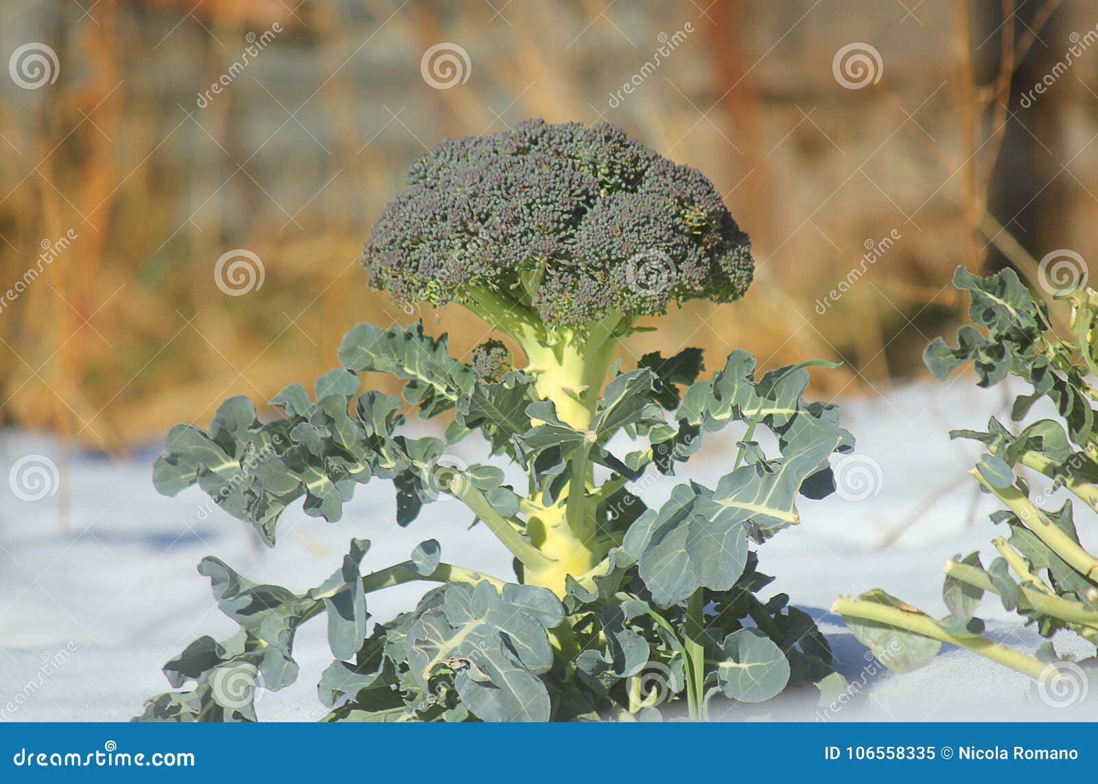 Plant of Broccoli in the Snow Stock Image Image of field, food 106558335