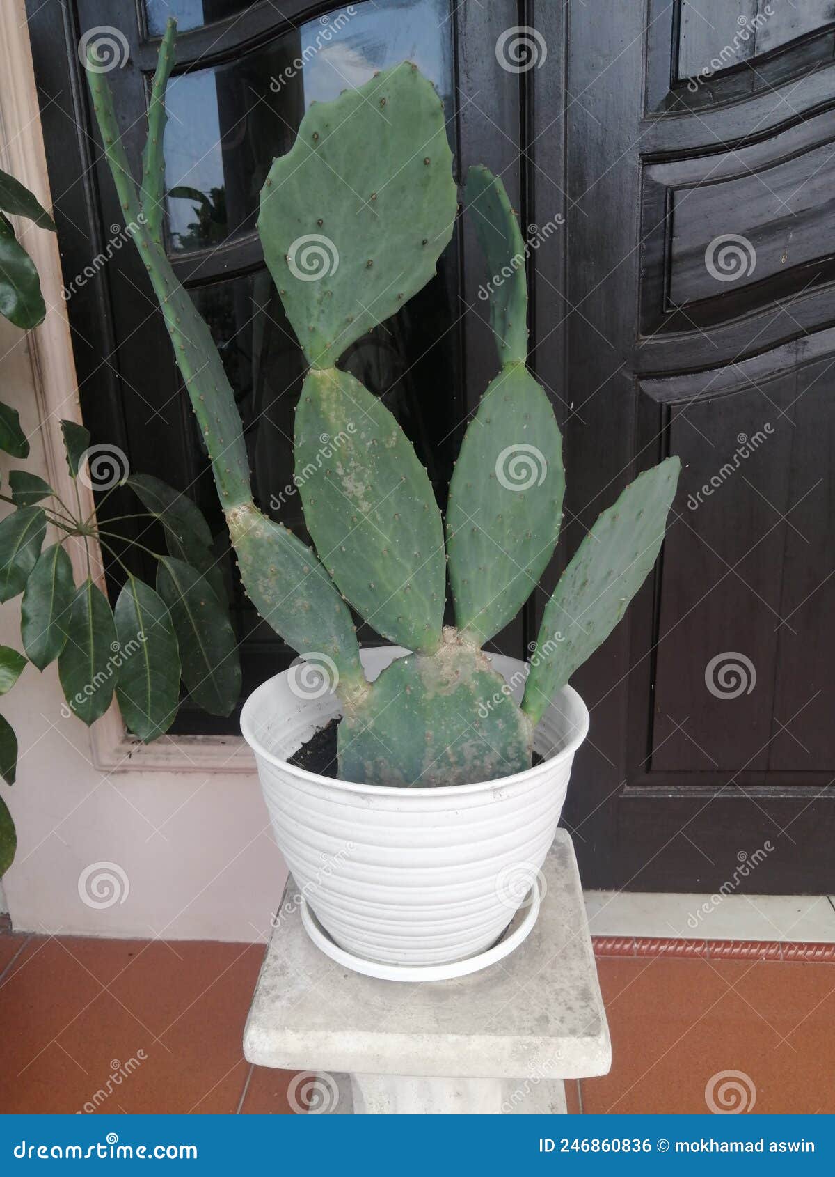 Plant Cactuz Pot Dessert Stomata Stock Photo Image of stomata, plant