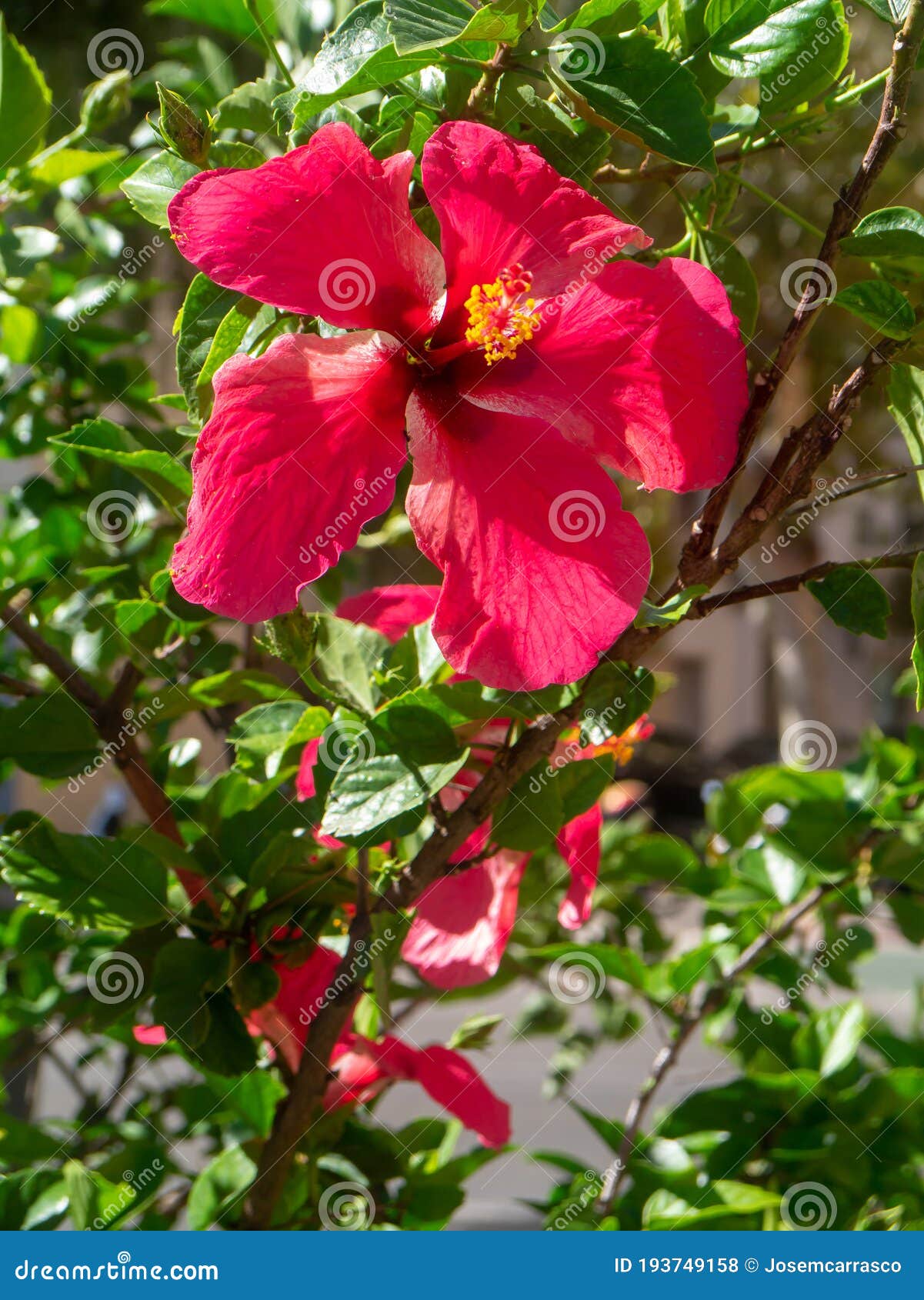 plant called hibiscus or hibisco