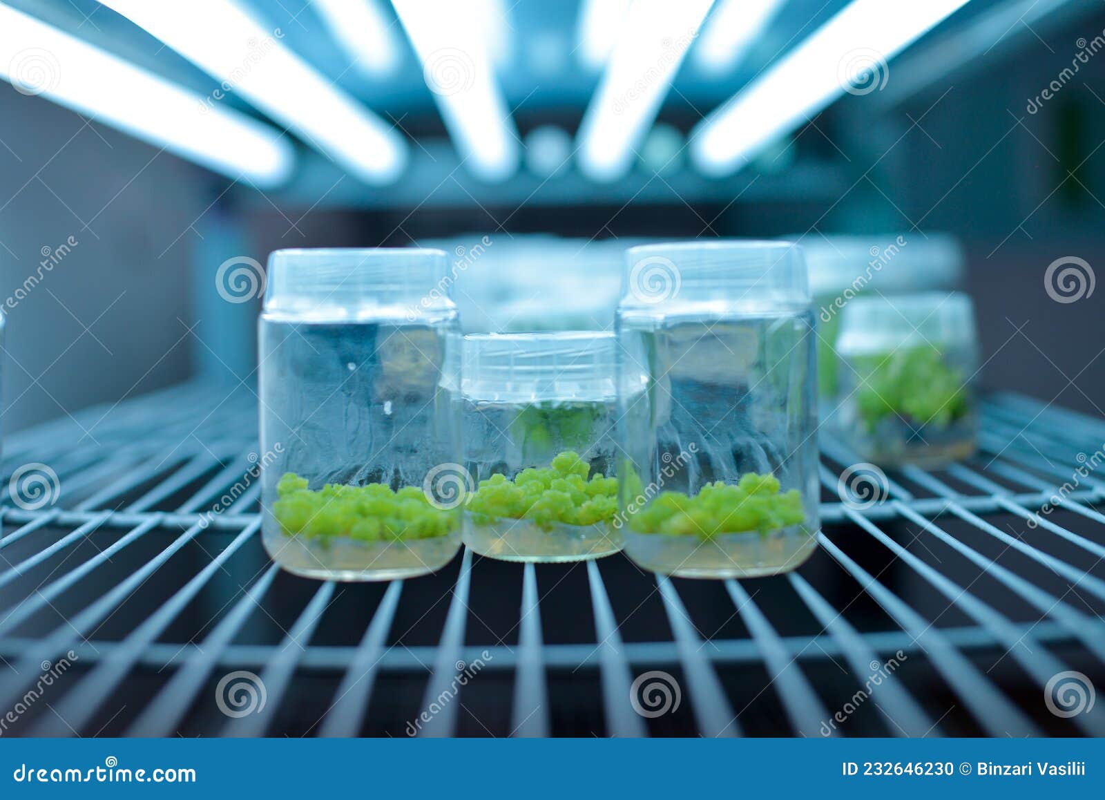 Plant Callus Tissue Culture, Biology Science for Regeneration Stock - Image hygiene, malaria: 232646230