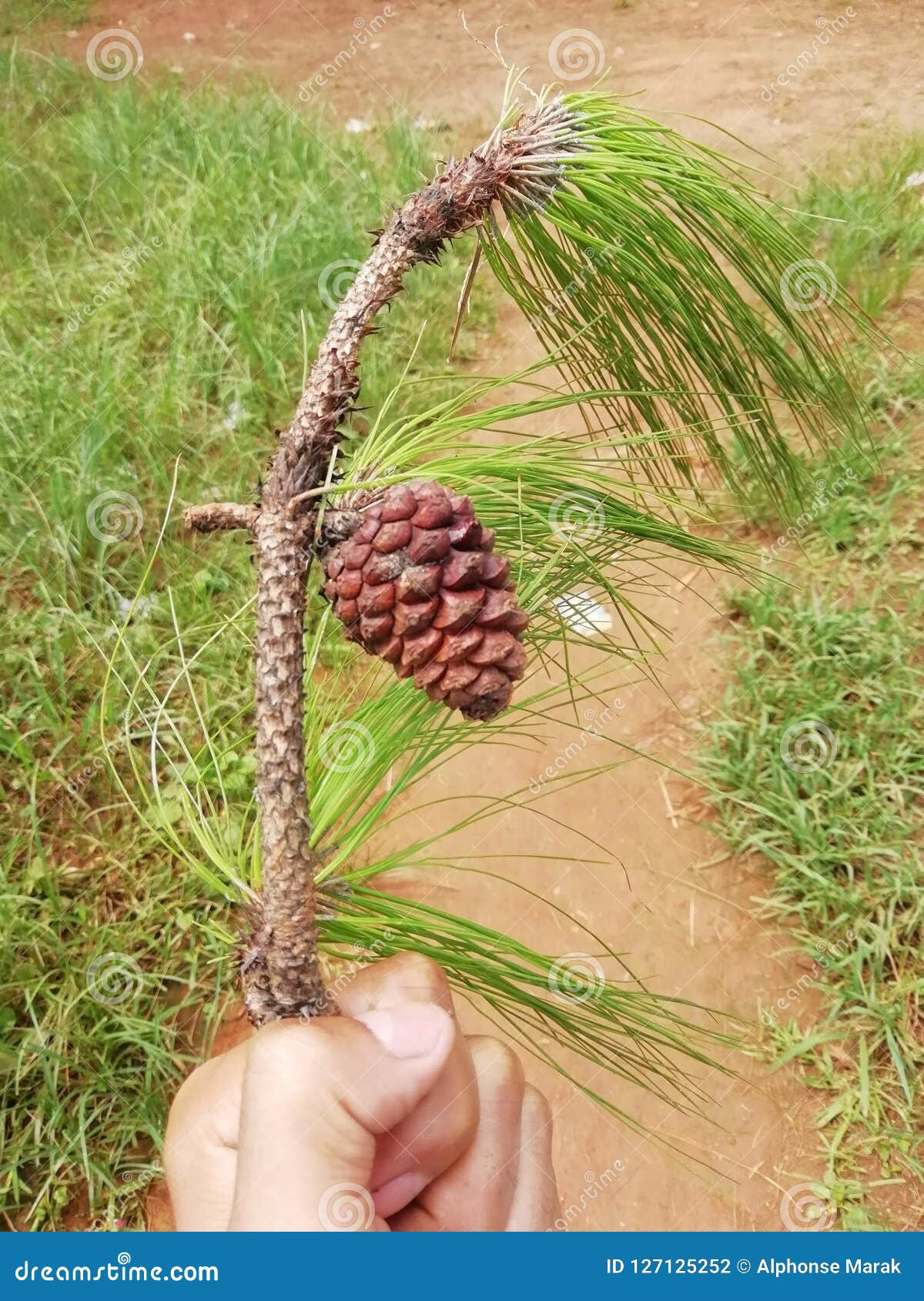 Fruit of shillong plant stock photo. Image of burnt 127125252