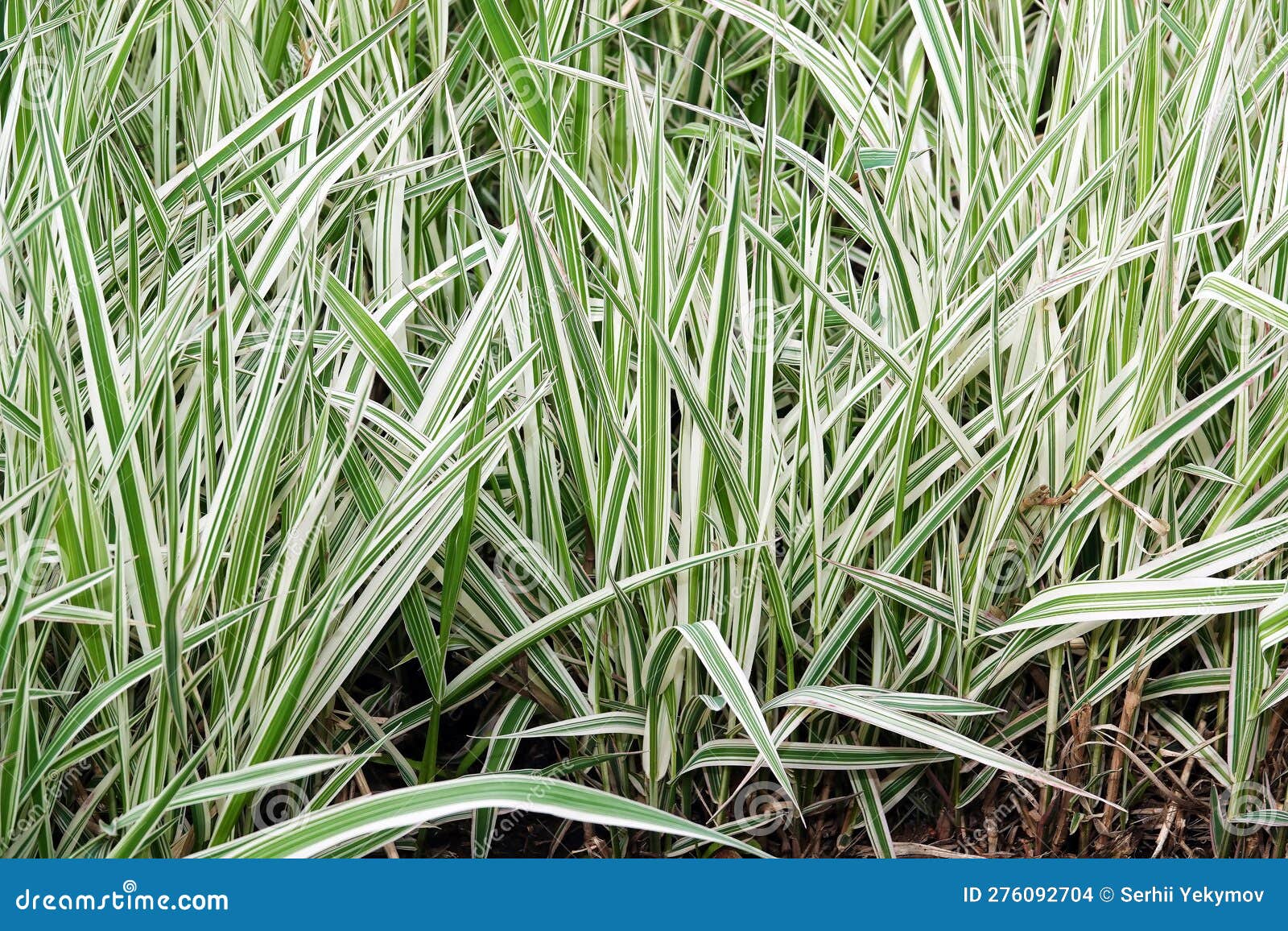Plant canary reed stock photo. Image of field, stem 276092704
