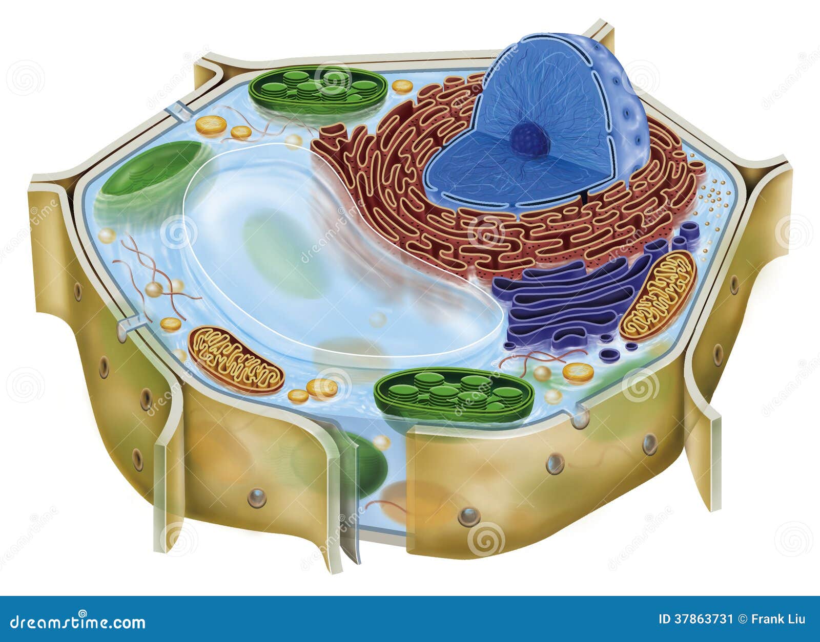 plant cell