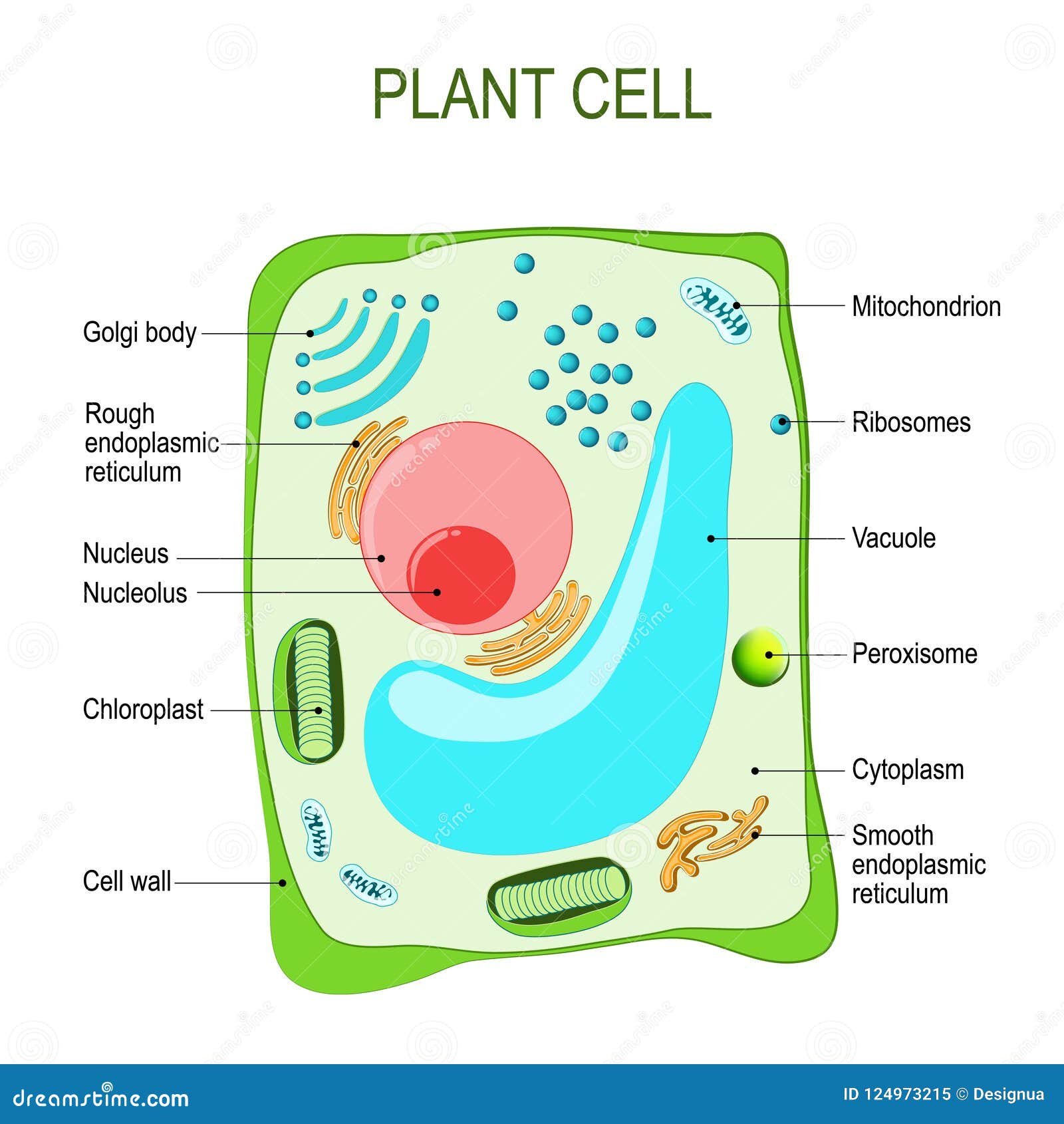 Eukaryotic Cells | BioNinja
