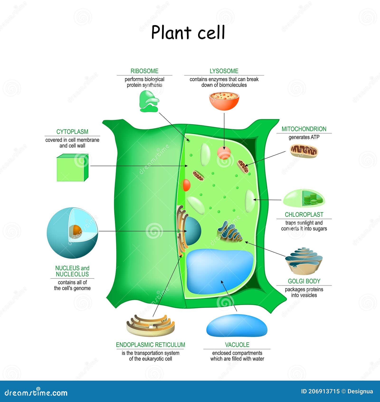 Plant Cell Anatomy Structure Stock Vector - Illustration of education