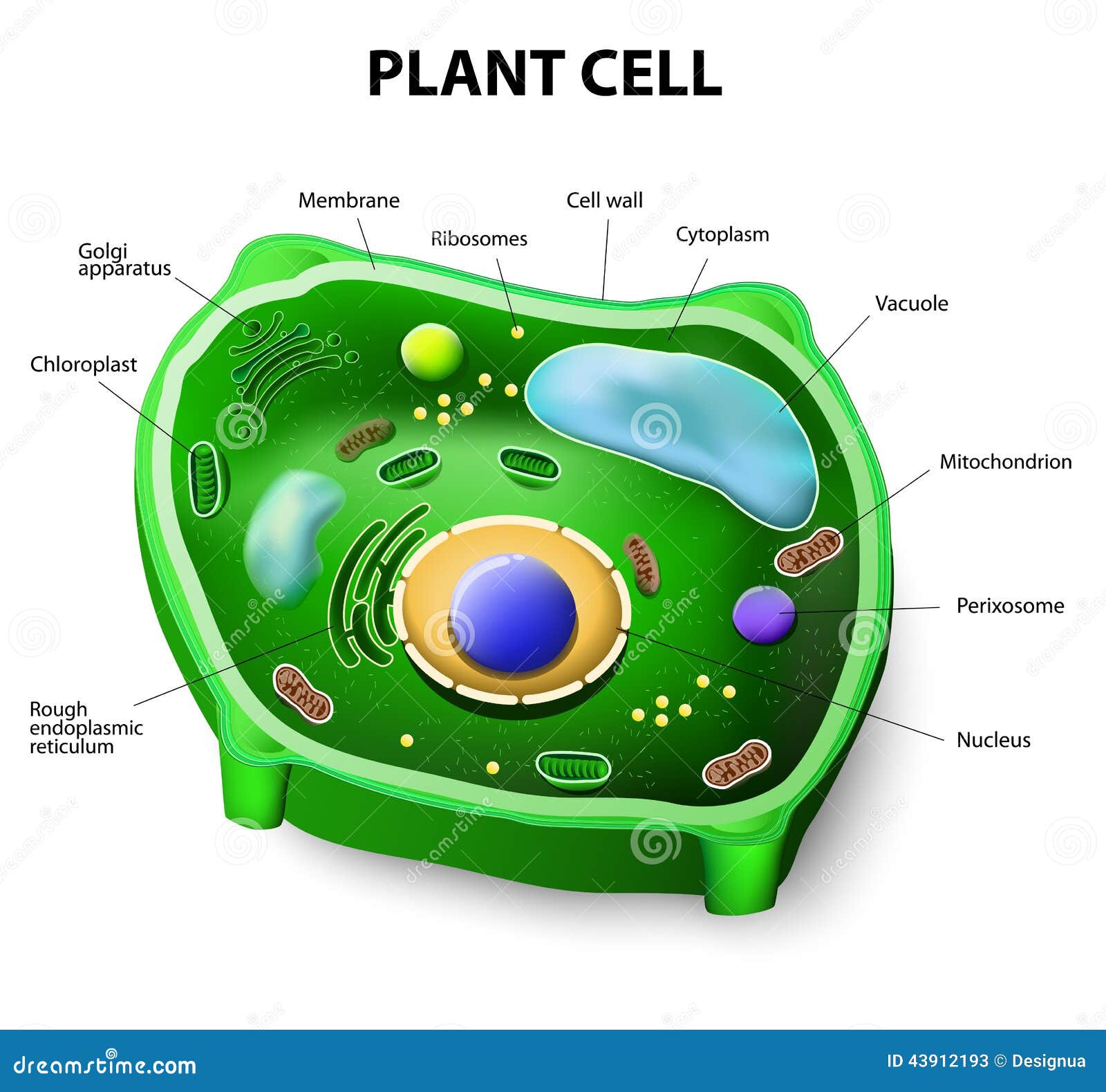 plant cell anatomy
