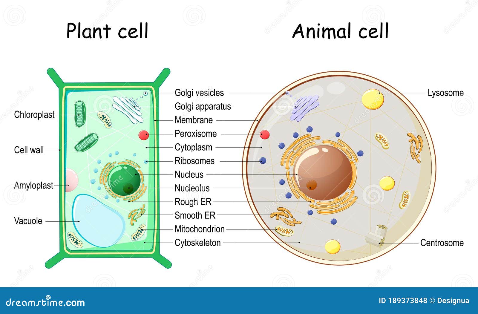 Plant Cell And Animal Cell Structure Stock Vector