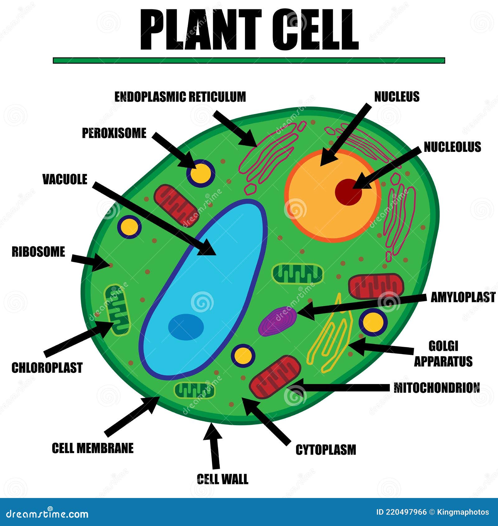 Plant Cell Color Diagram Of Organelles Inside The Cell Wall For Science And Biology Concepts Stock Vector Illustration Of Chloroplasts Inside 220497966