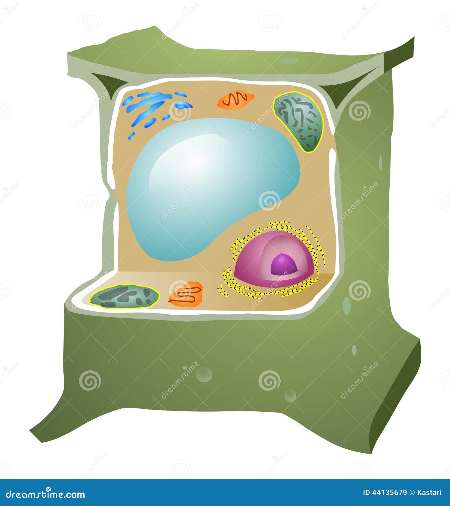 Plant Cell stock vector. Illustration of organelles, biology - 44135679