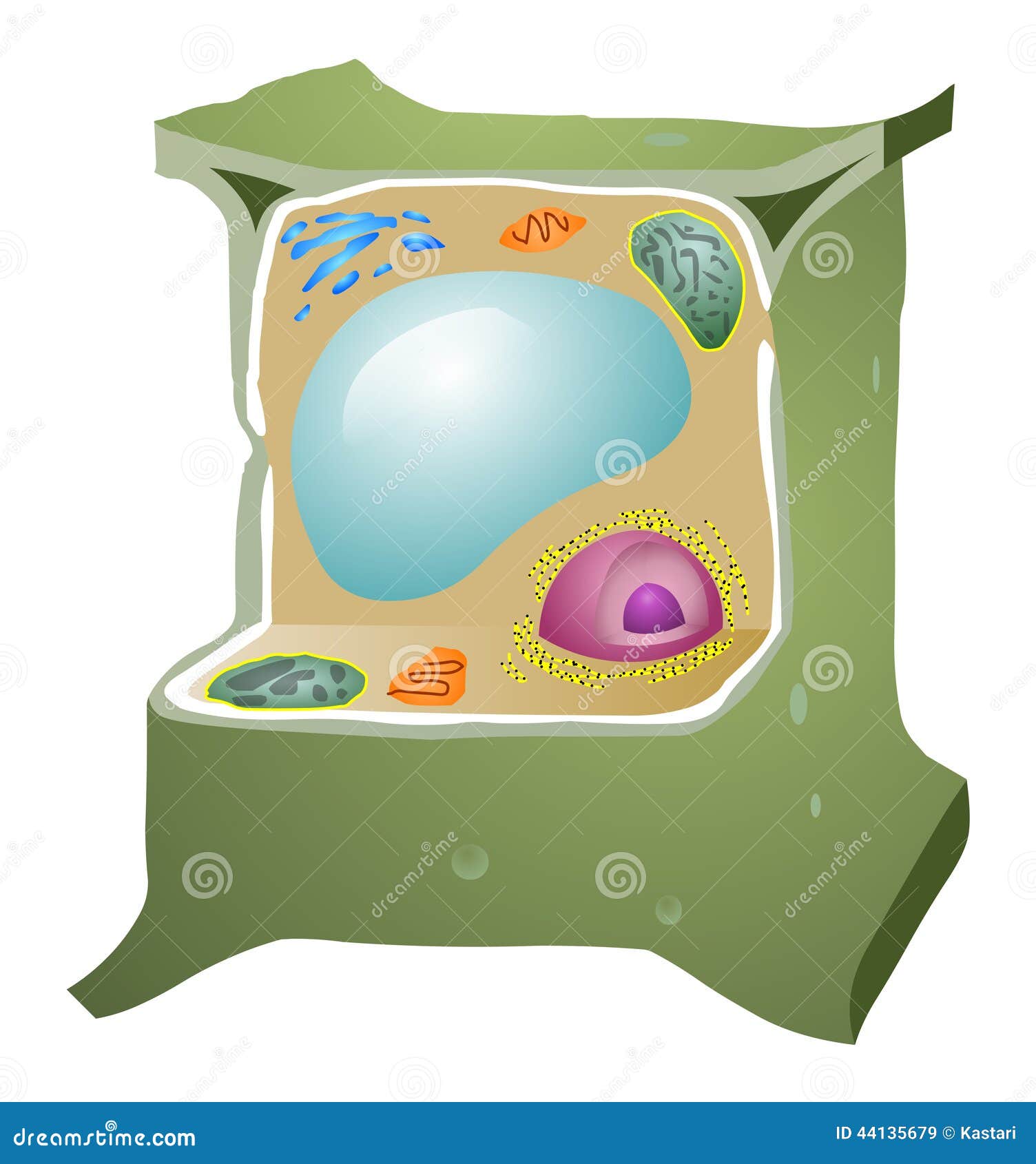 plant cell