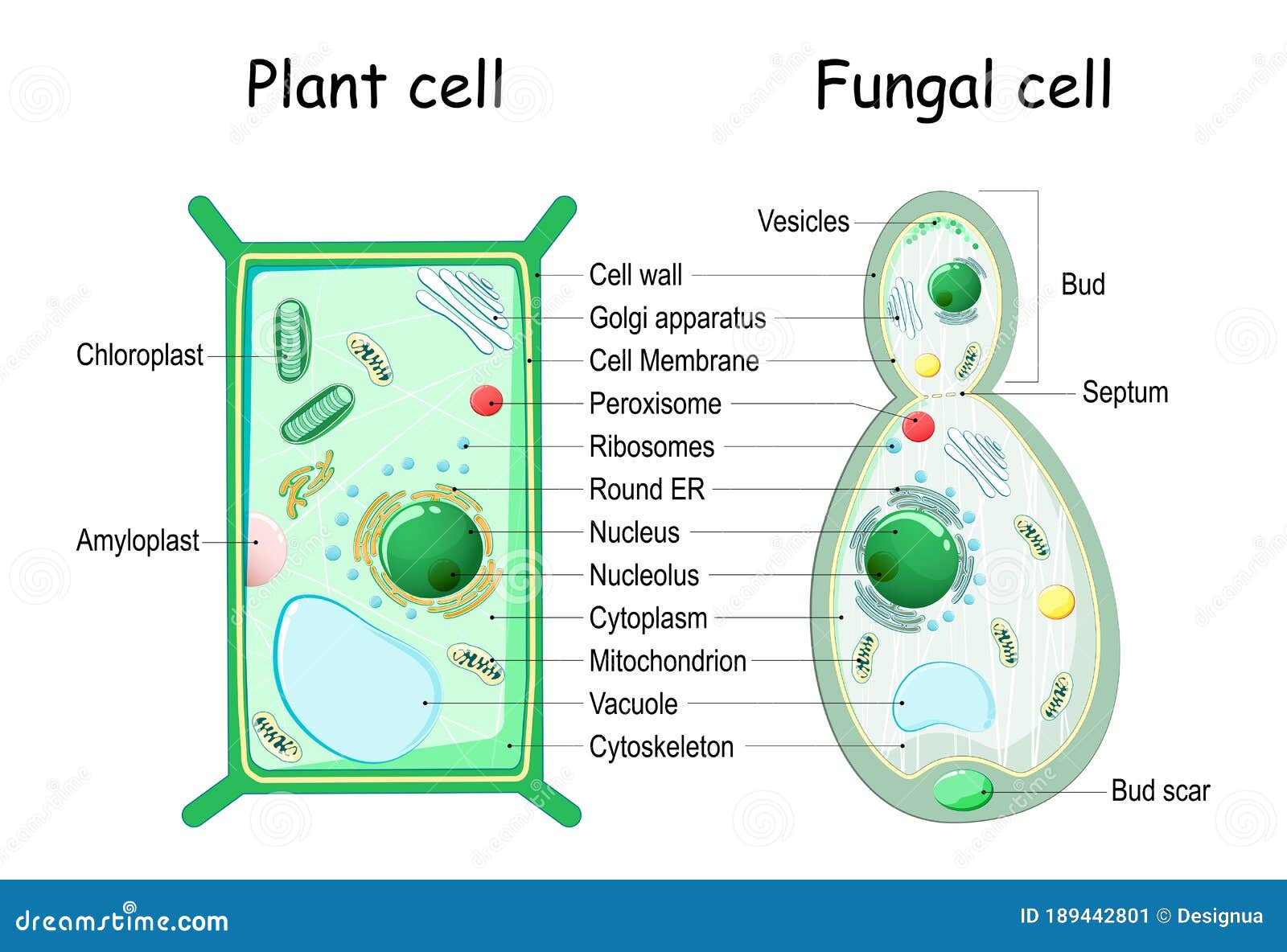 Structure Of Candida Albicans. Infographics. Vector Illustration On