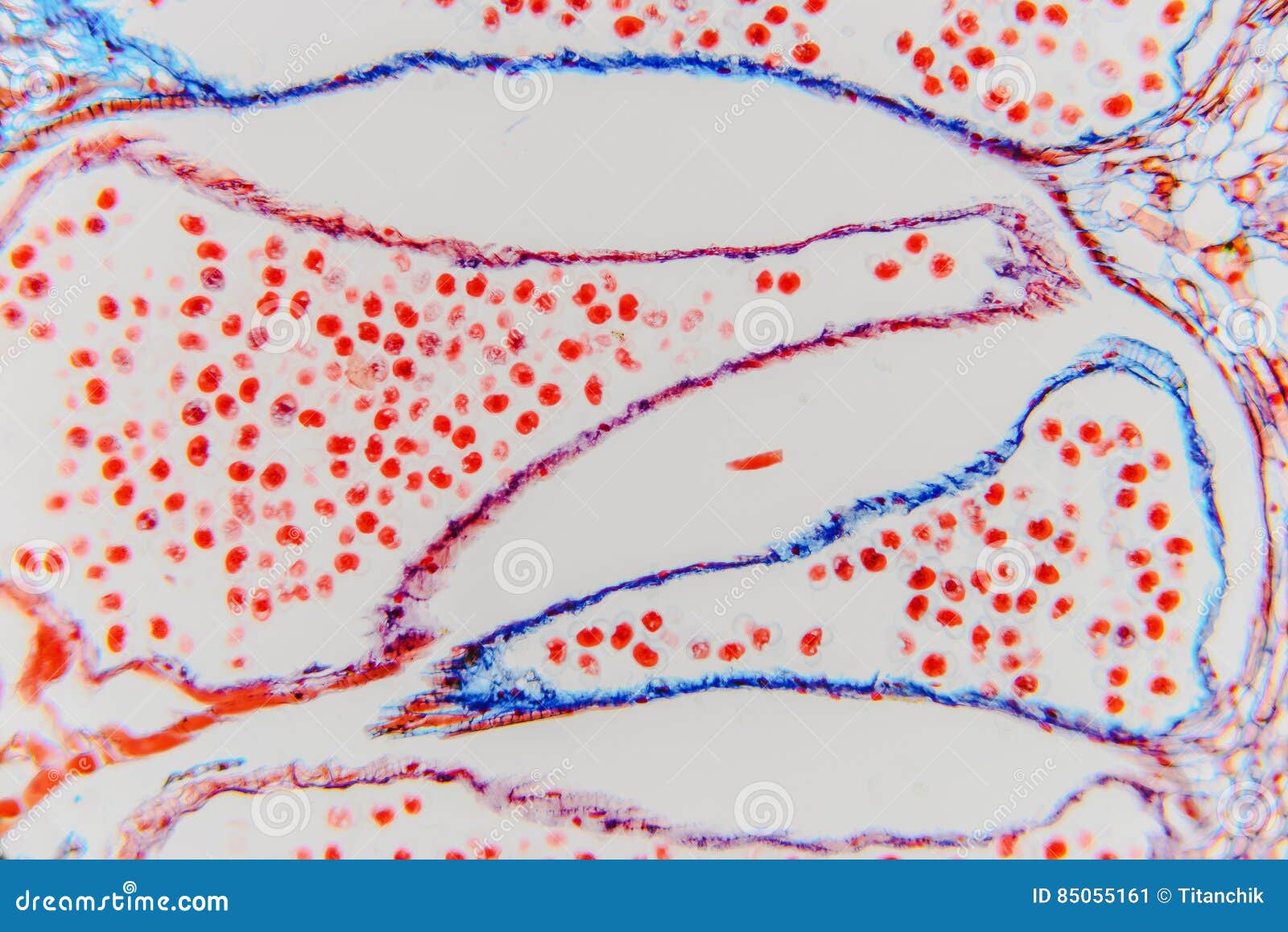 Plant Cell High Magnification With Light Microscope Science Ba Stock Image Image Of Leaf Botanical 85055161