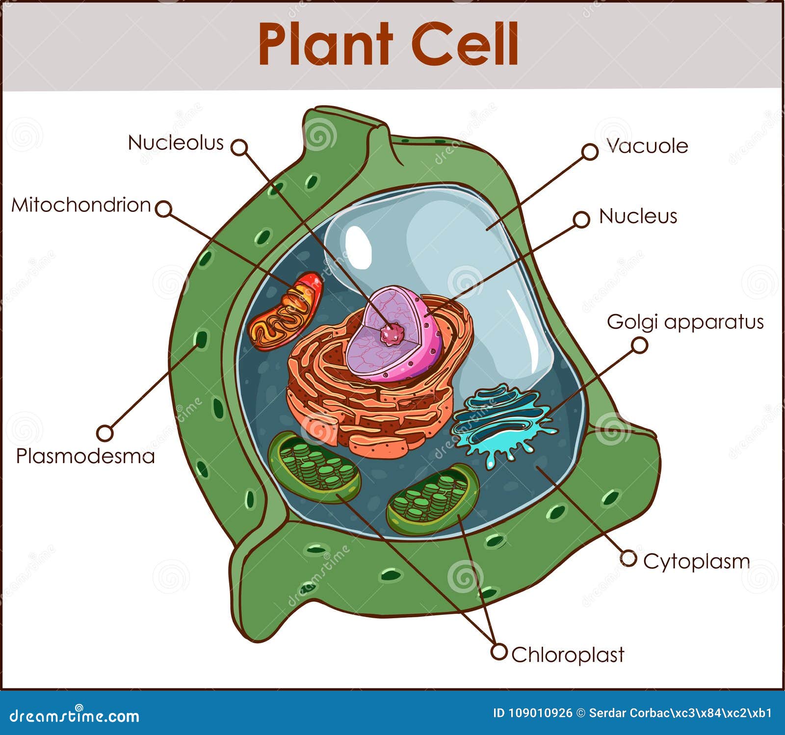 Plant Cell Isolated On White Photo-realistic Vector ...