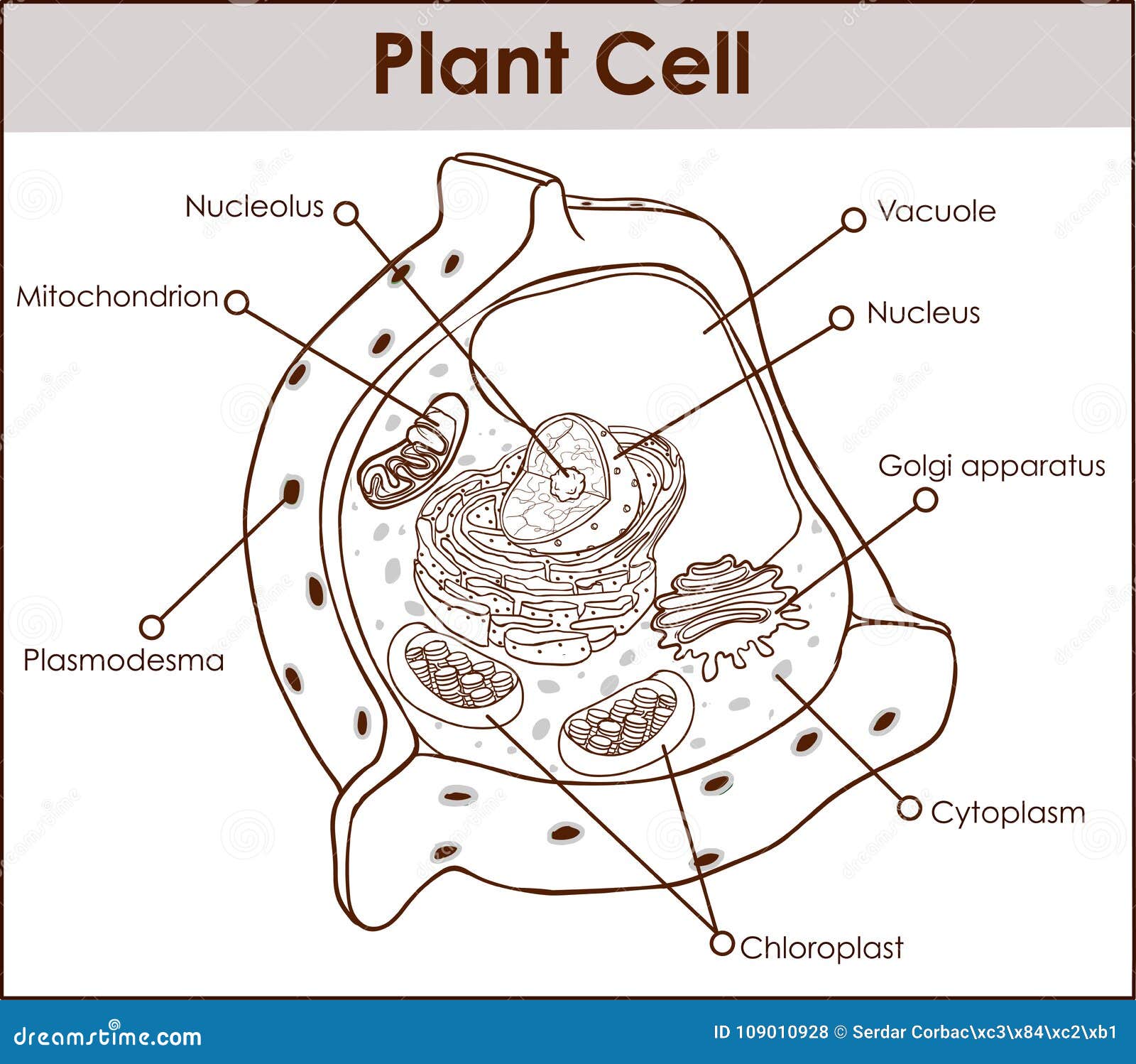 realistic animal cell