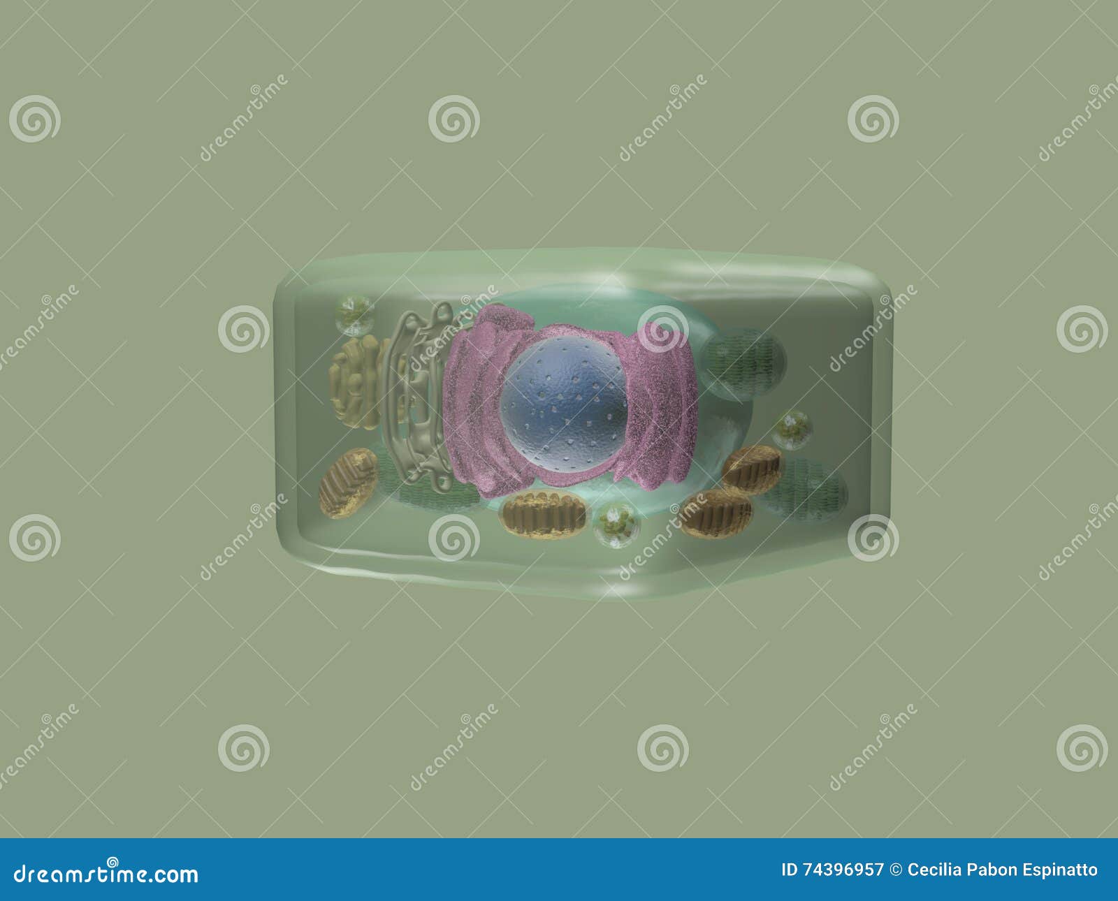 plant cell side view