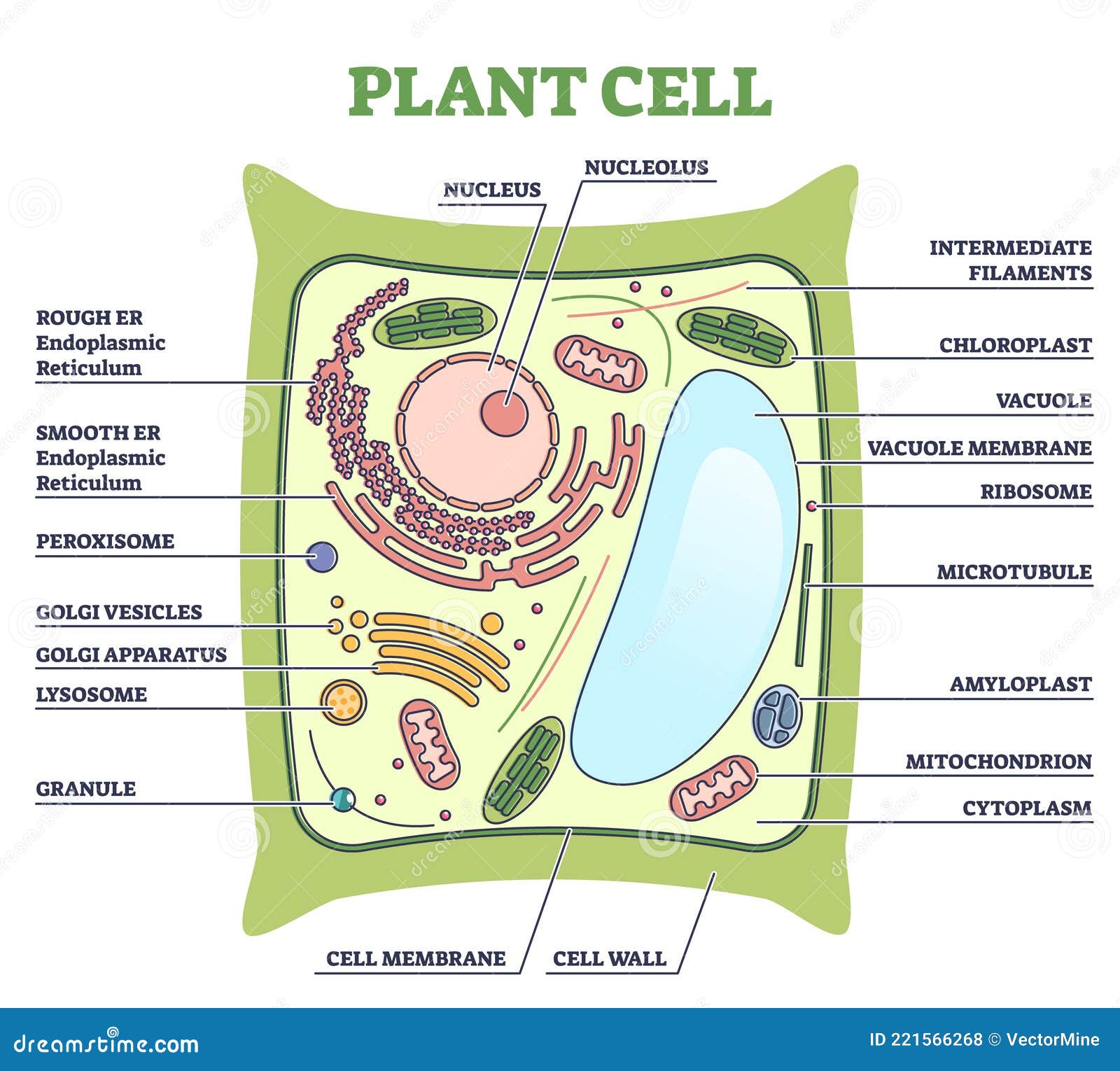 real plant cell under microscope labelled