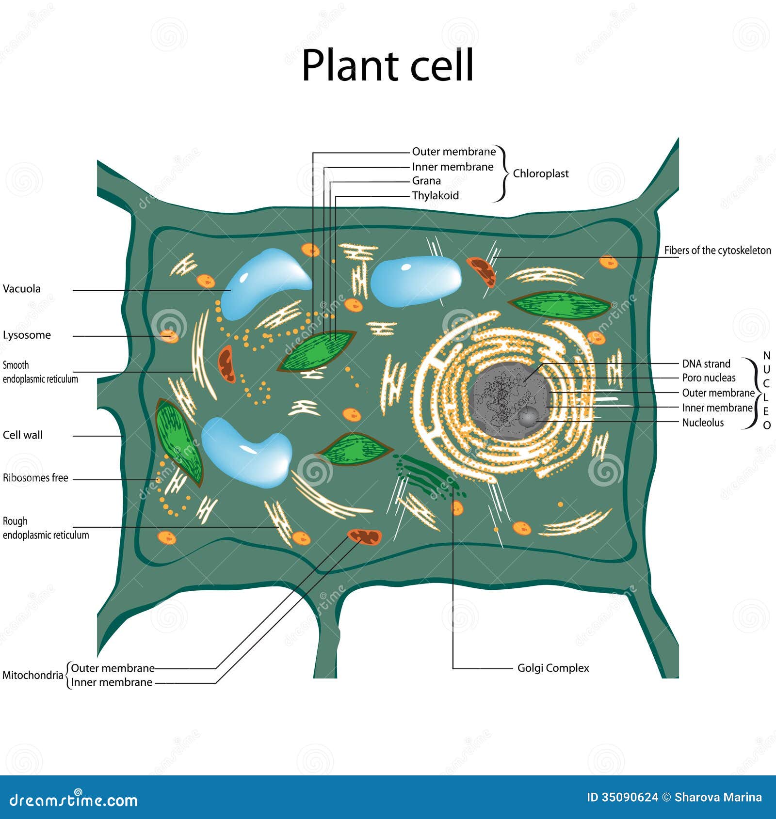 Plant cell stock vector. Illustration of plant, ribosomes ...