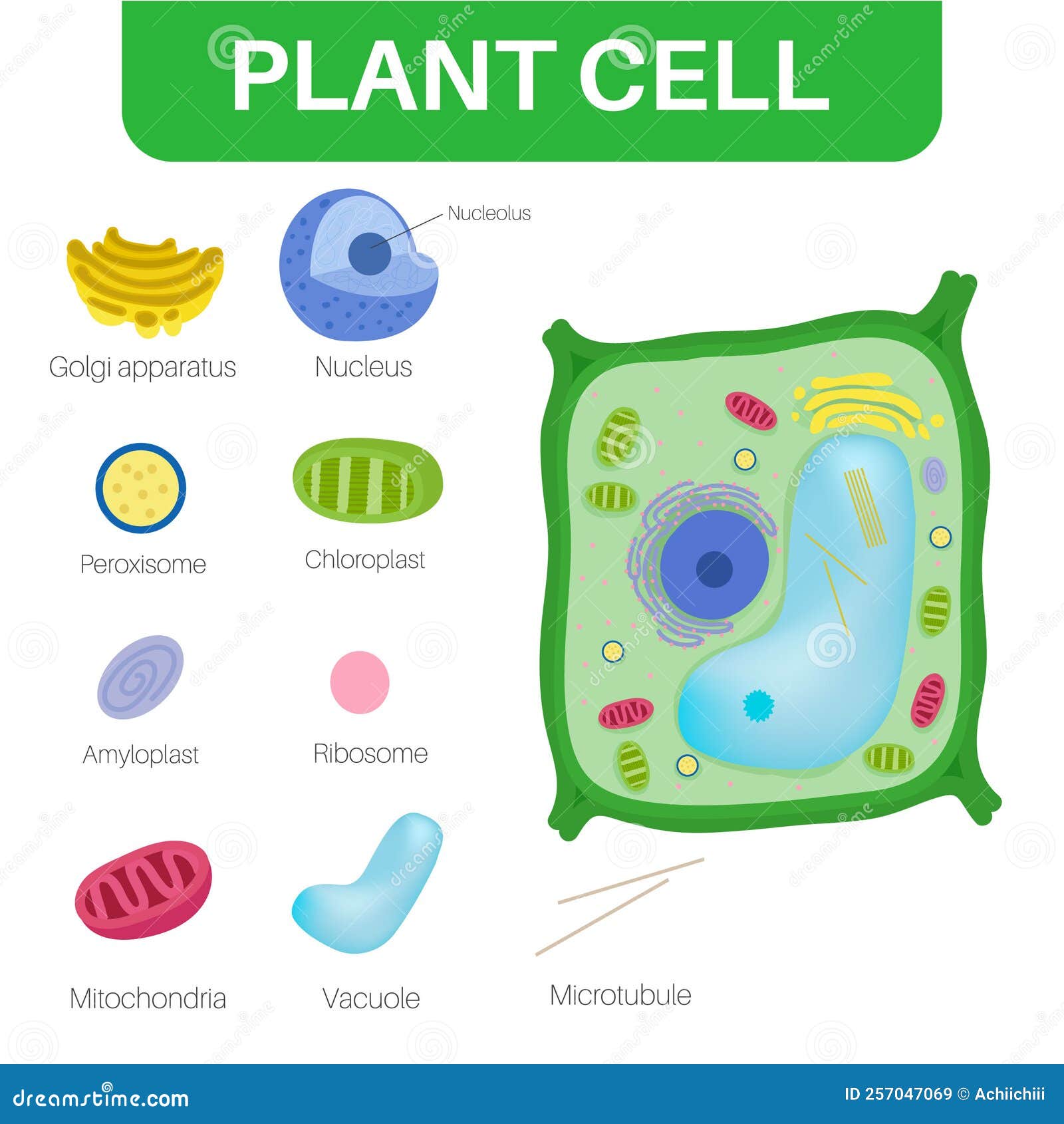 plant cells are eukaryotic cells.