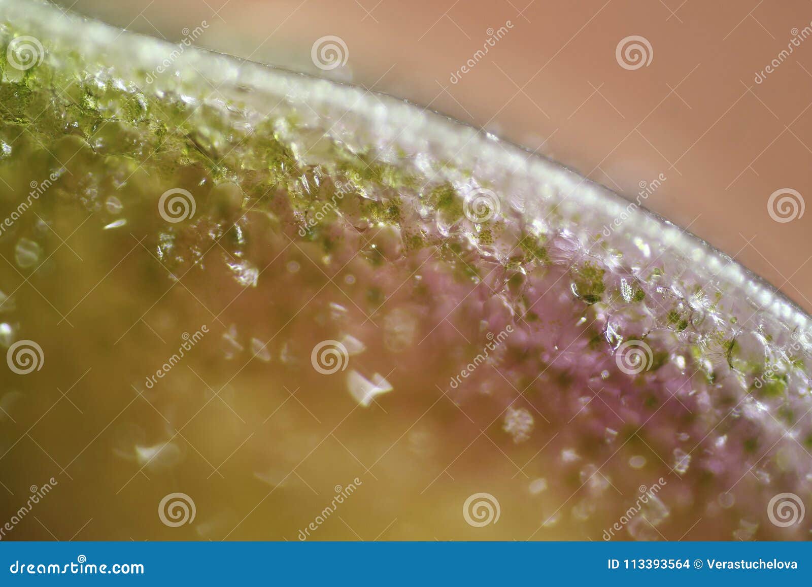 Plant Cells from Flower Petal Under Microscope Stock Photo Image of cells, equipment 113393564